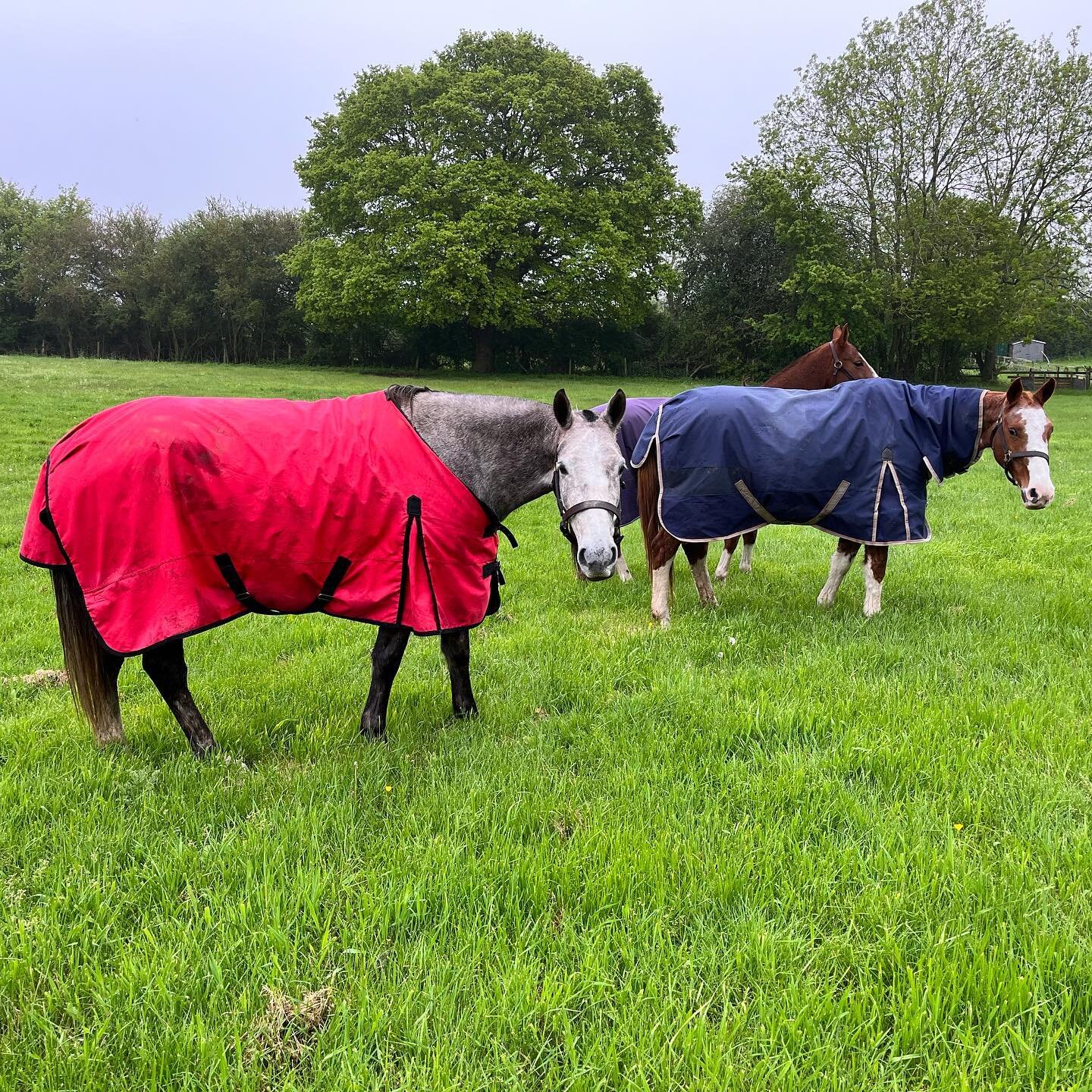 Fresh off the plane from Argentina ✈️ &amp; straight down to graze! We are beyond excited about our newest additions &amp; can&rsquo;t wait to introduce properly! 
.
.

.
.
.
#bishopsstortford #polopony #pololife #poloplayer #thoroughbreds #thoroughb
