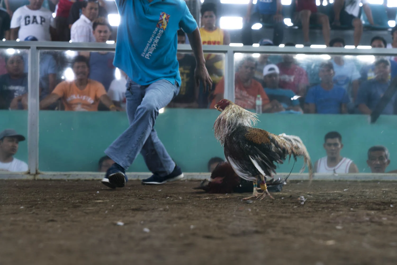 Referee and birds