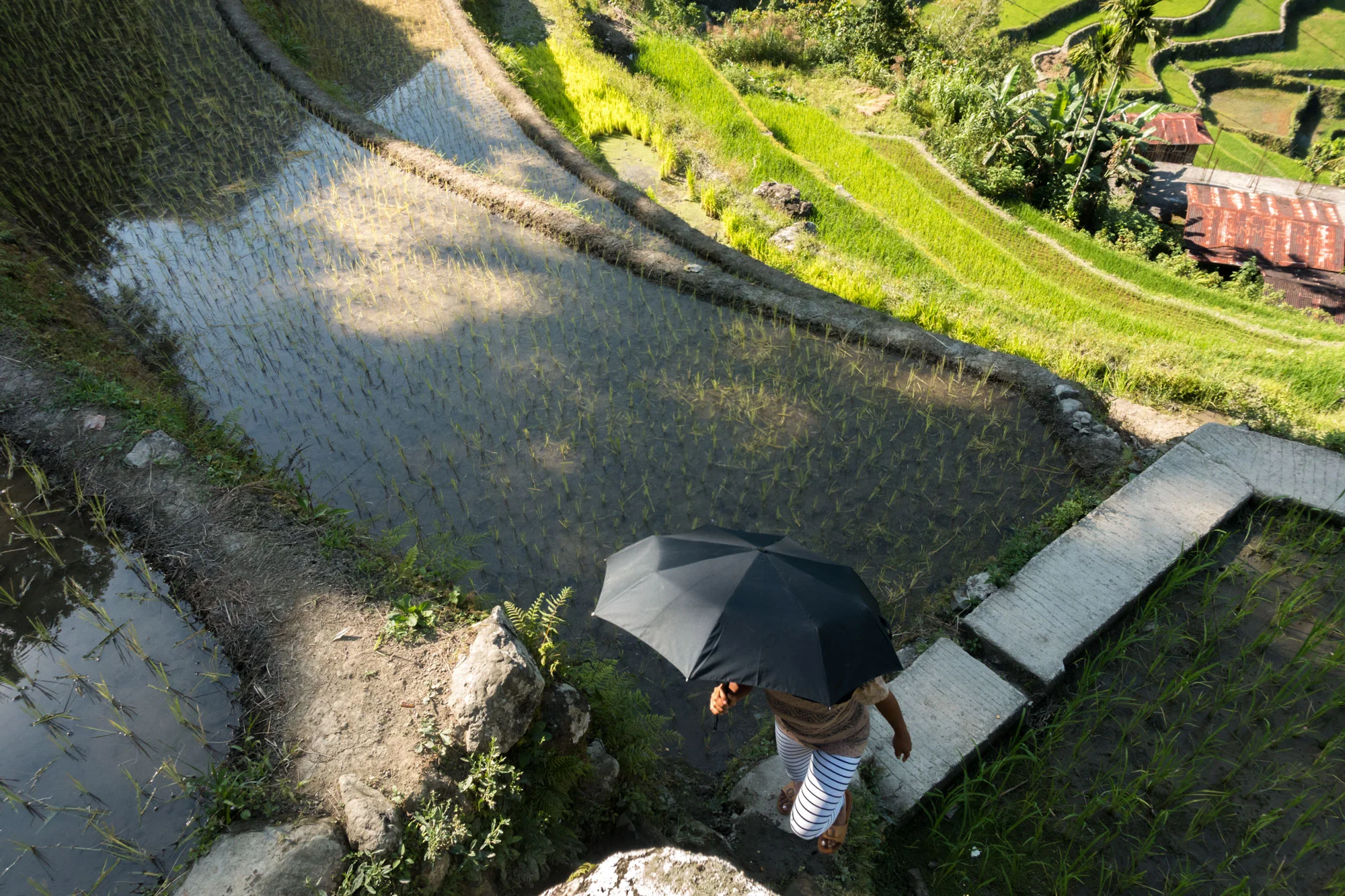 -Rice terrace, Banaue, Philippines-