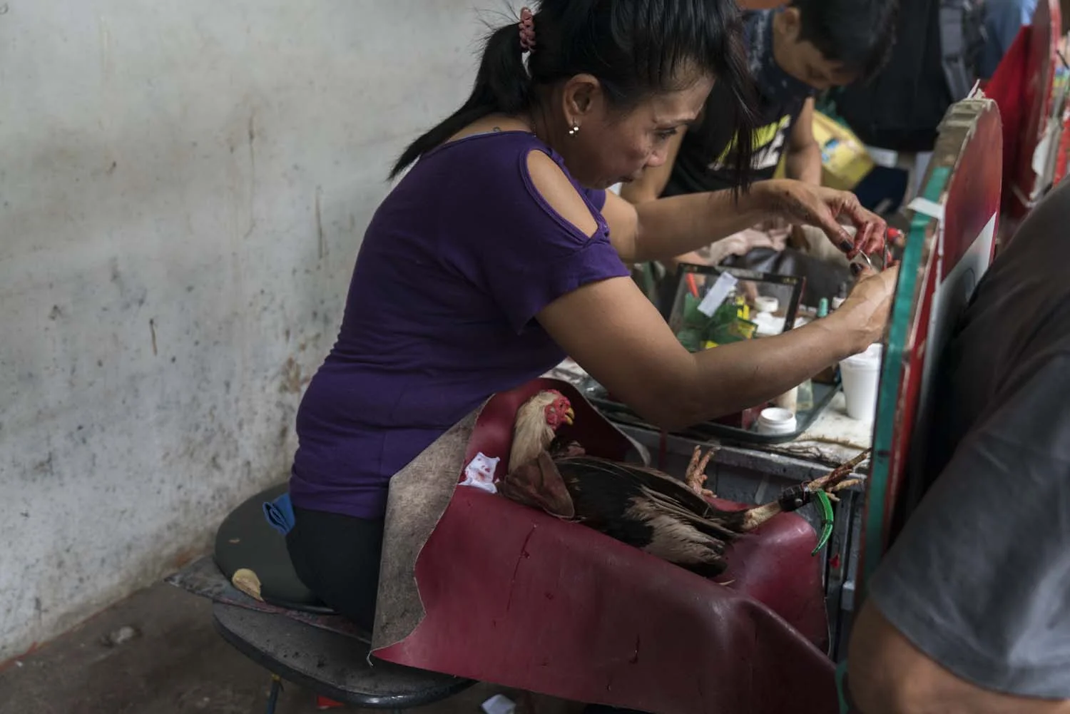 A Bird Doctor operates on a wounded bird after a match -LaLoma Cockpit, Manila