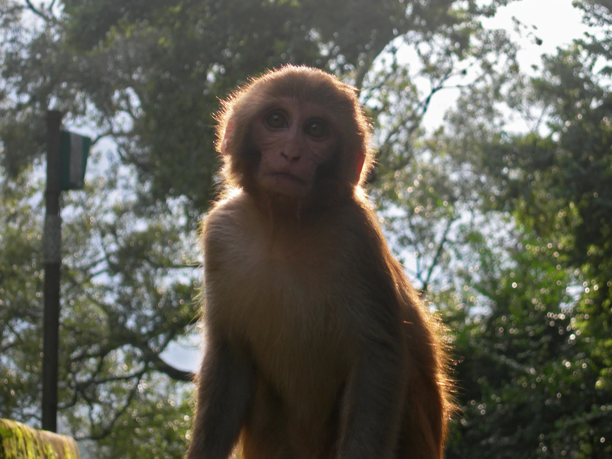 -Pashupatinath Park, Kathmandu, Nepal-