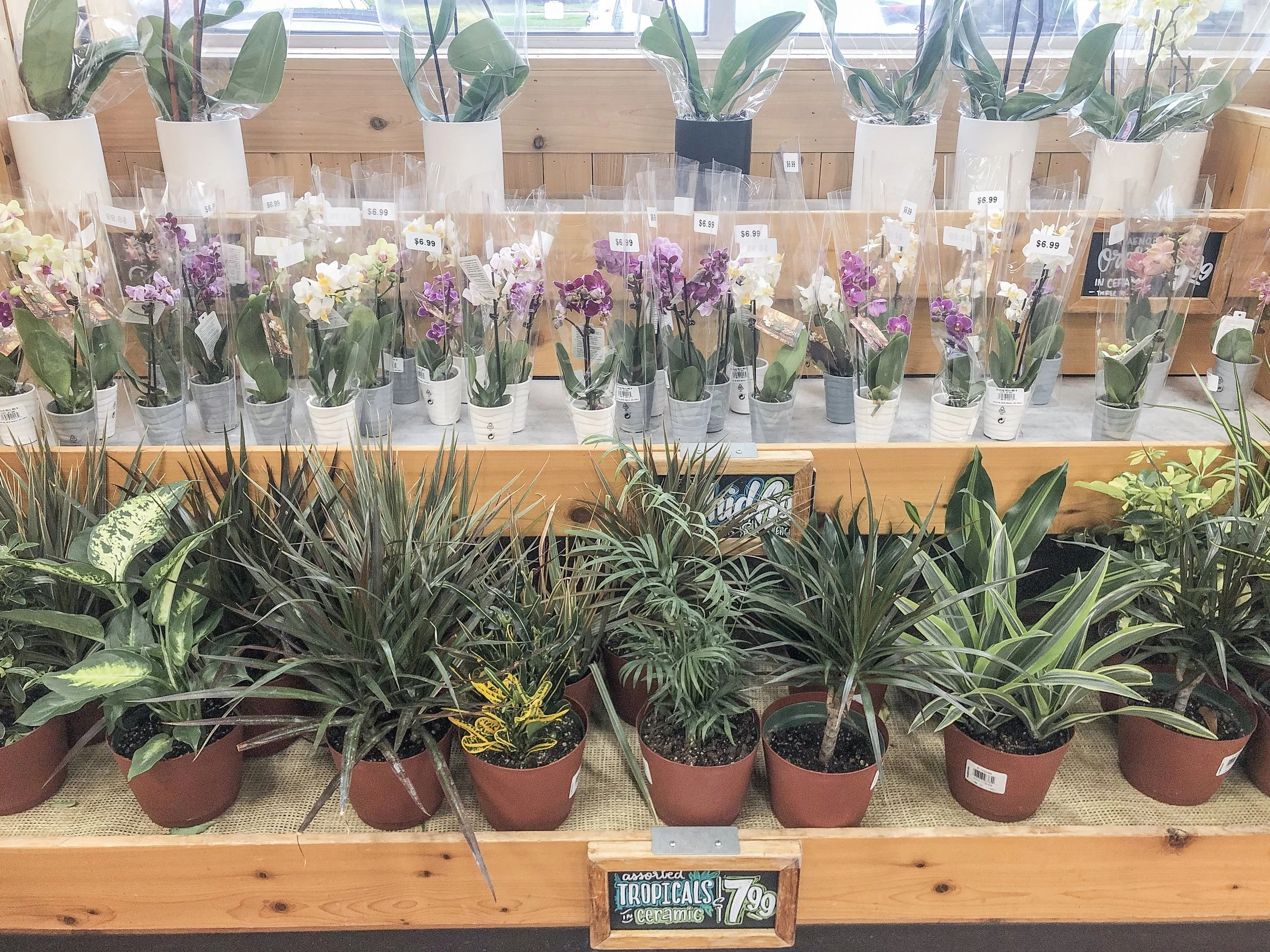 Fall Favorites at Trader Joe's