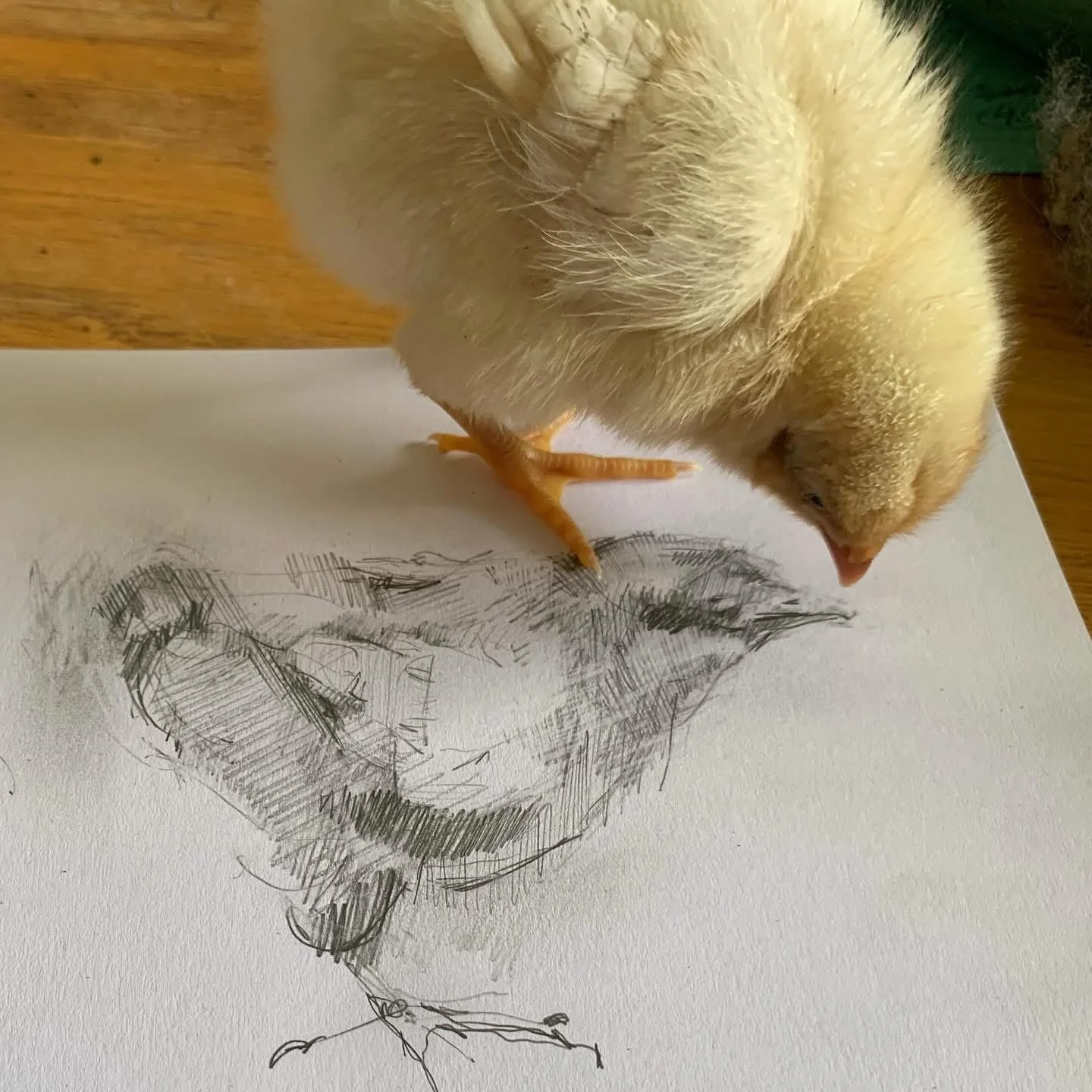 Jennifer Bowes drawing and photo