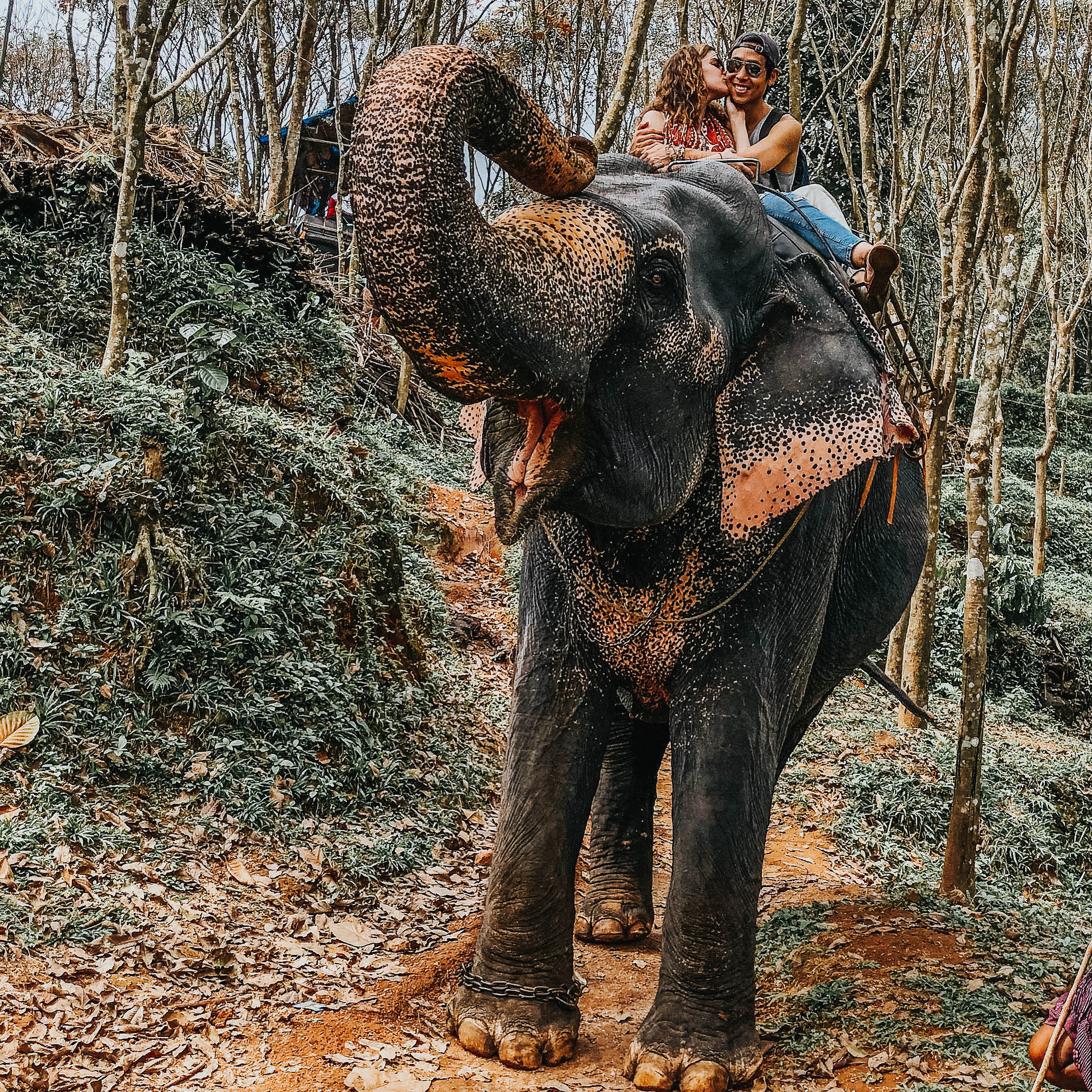Elephant Garden | Kerala, India 