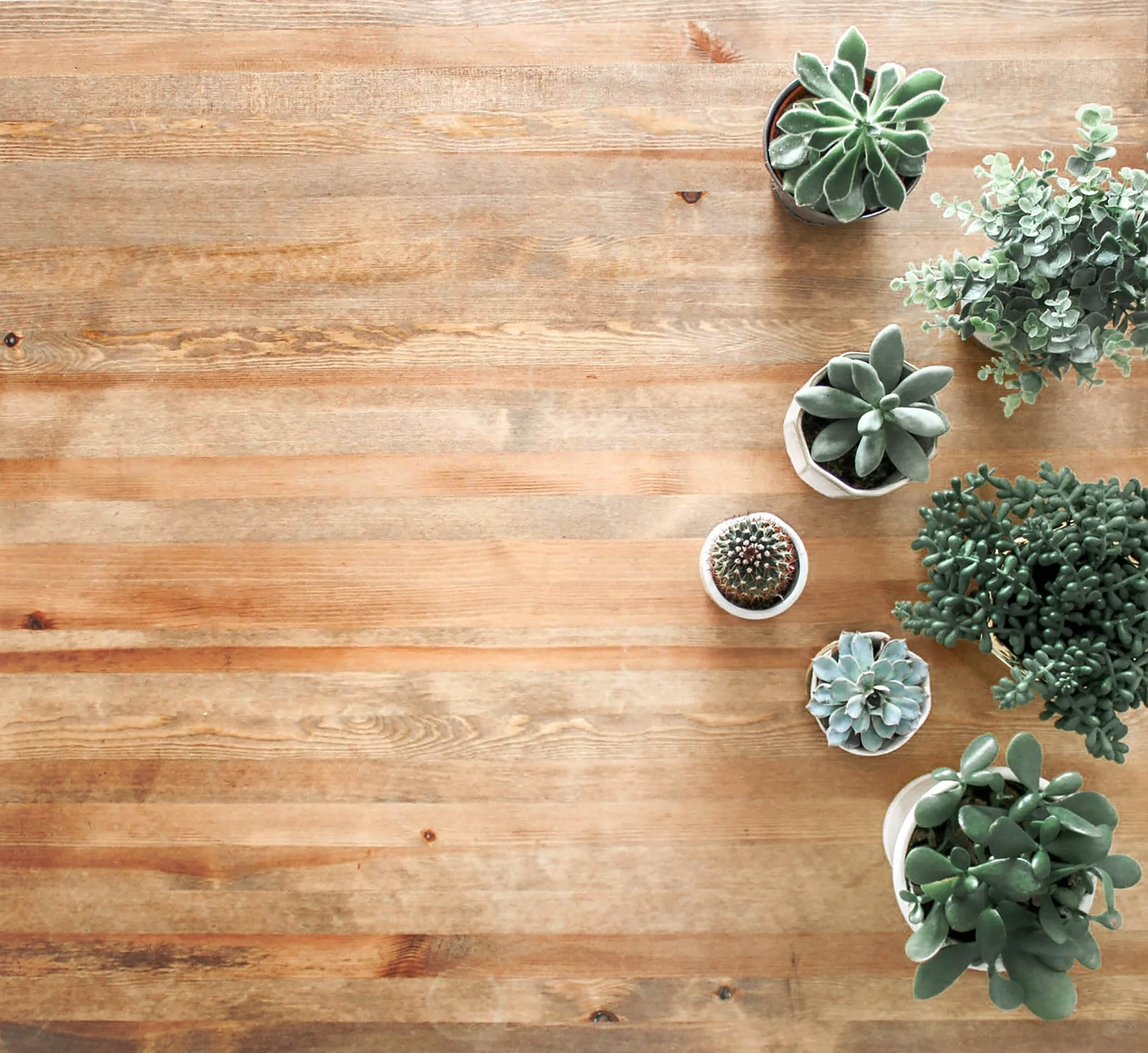 background-cactus-decor-1470168.jpg
