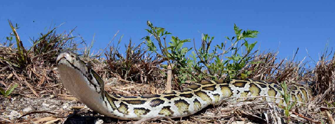 burmese-python.jpg