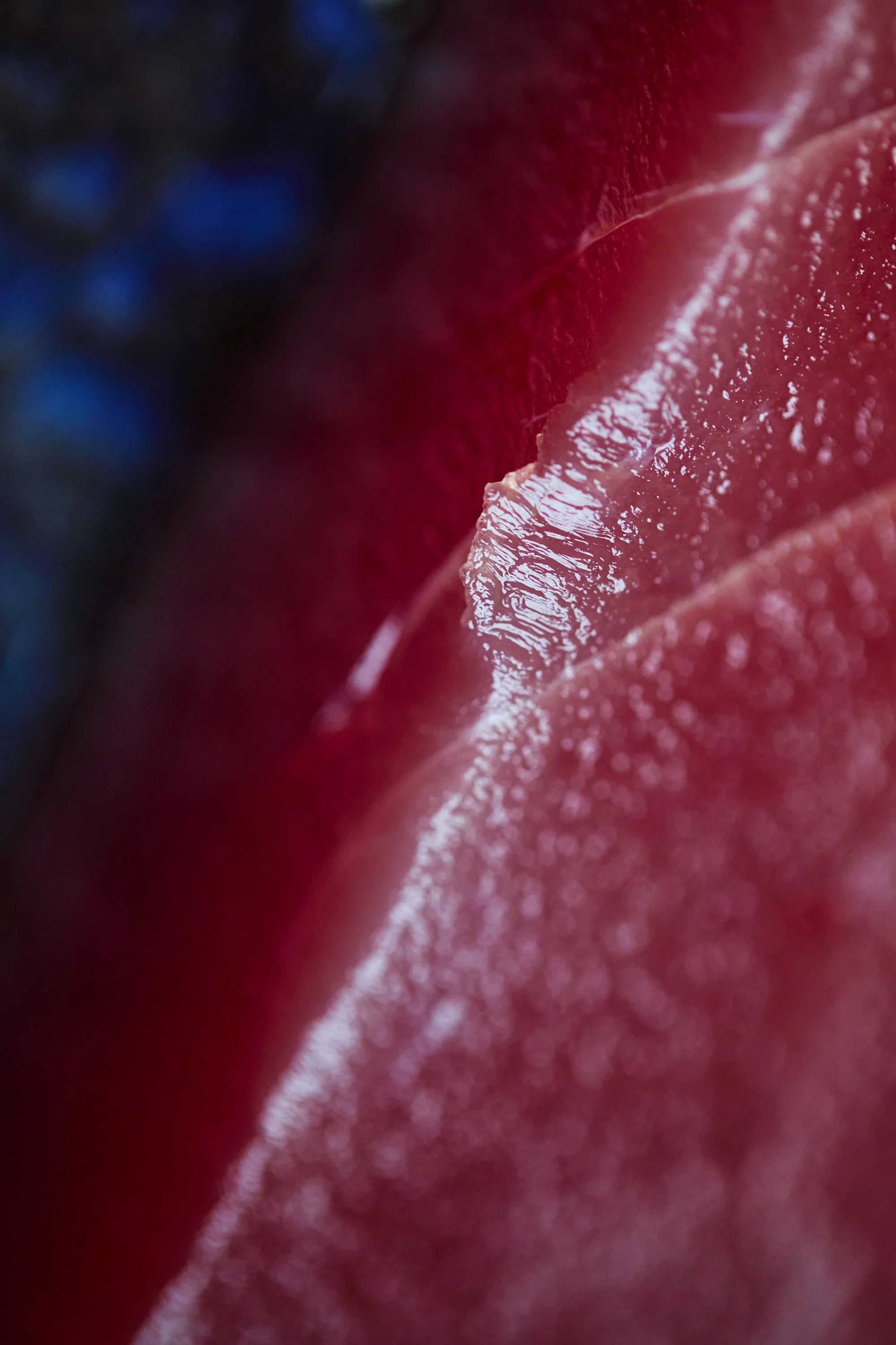 B00A9284 v2 upside down new s.jpg