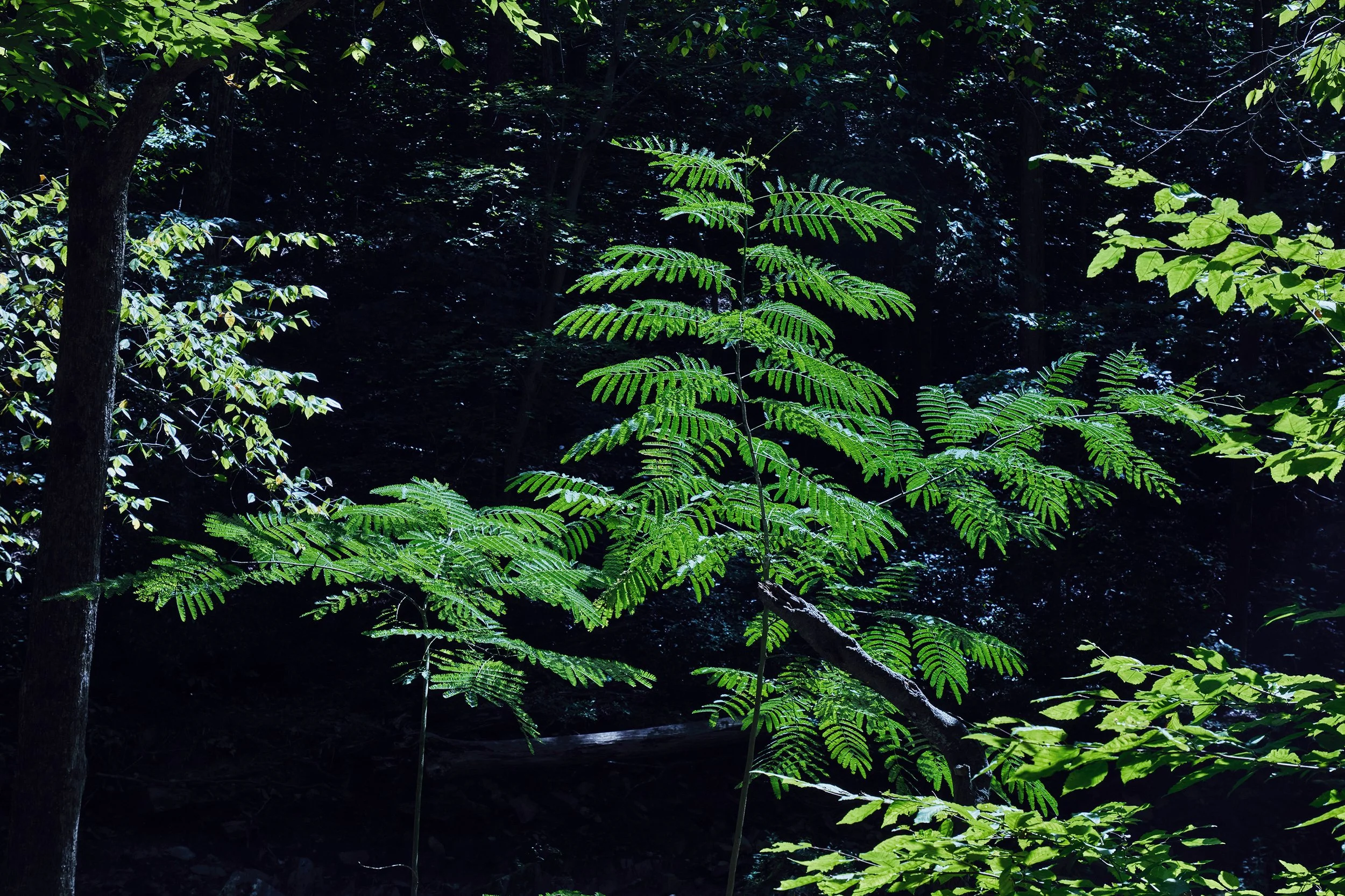 5G0A1201 s new copy.jpg