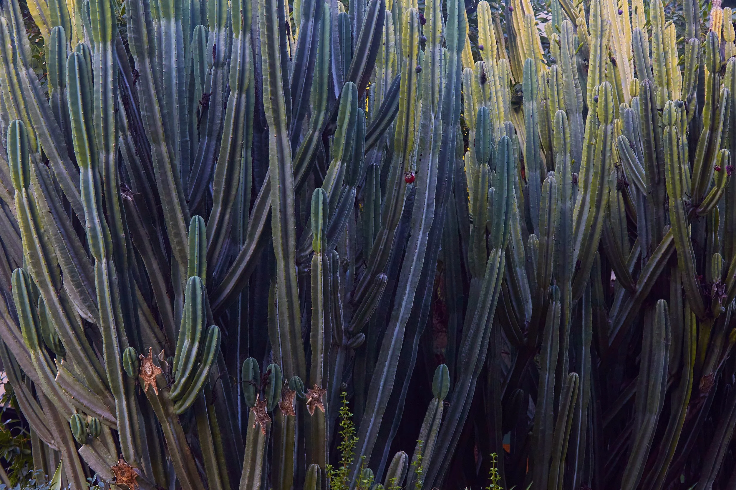 CR2A7609+v6+s 2 copy.jpg