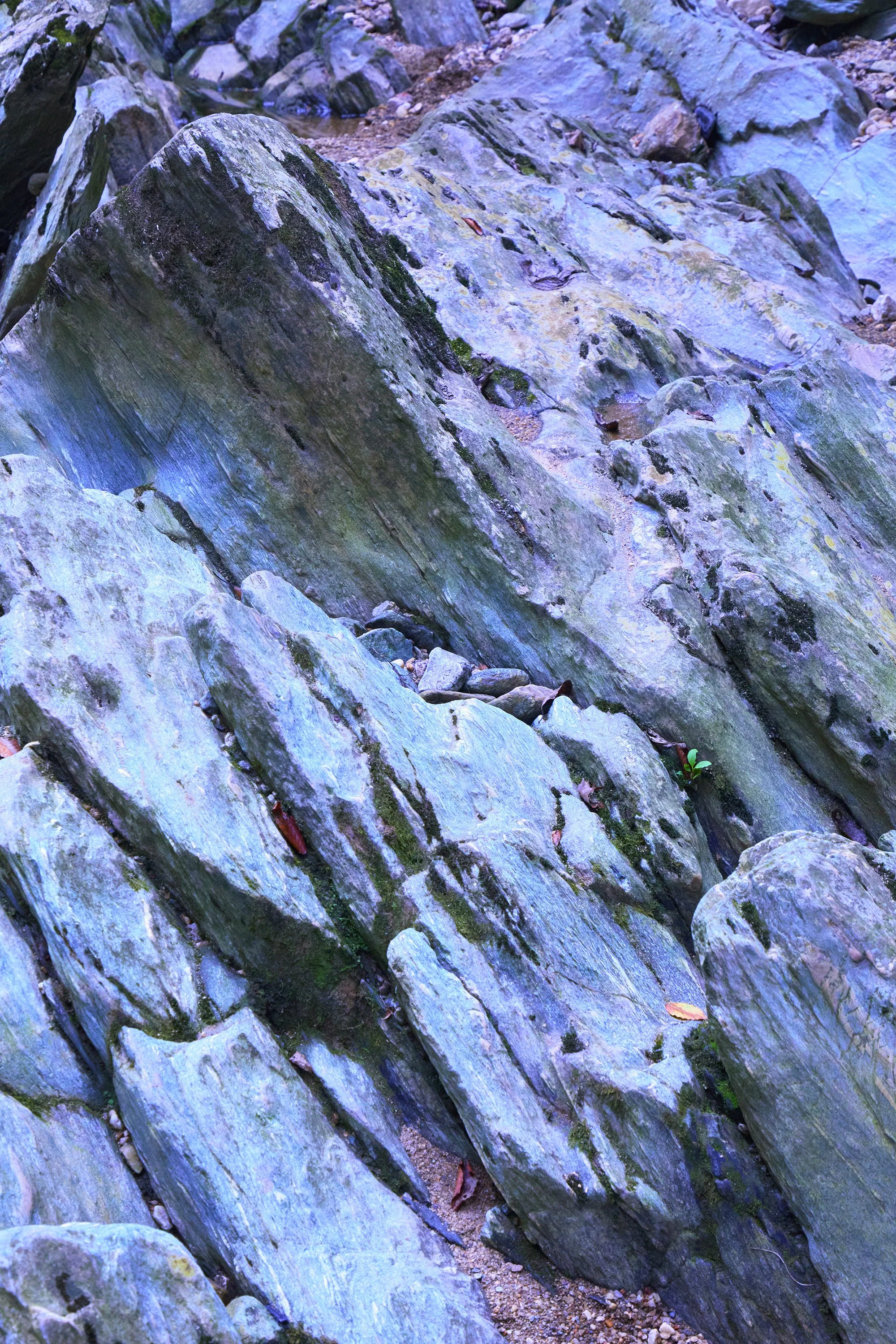 5G0A0978 v pinker sharp s.jpg