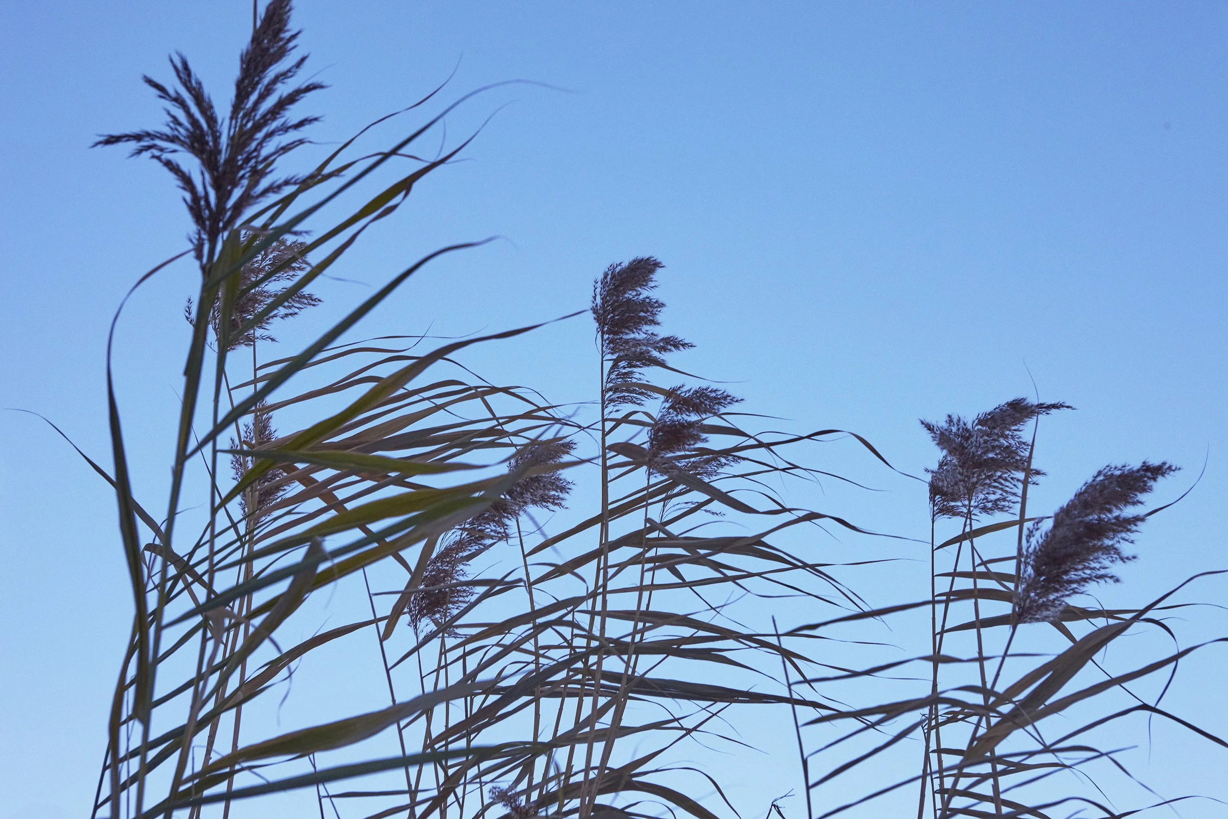 _MG_1256 L copy s.jpg