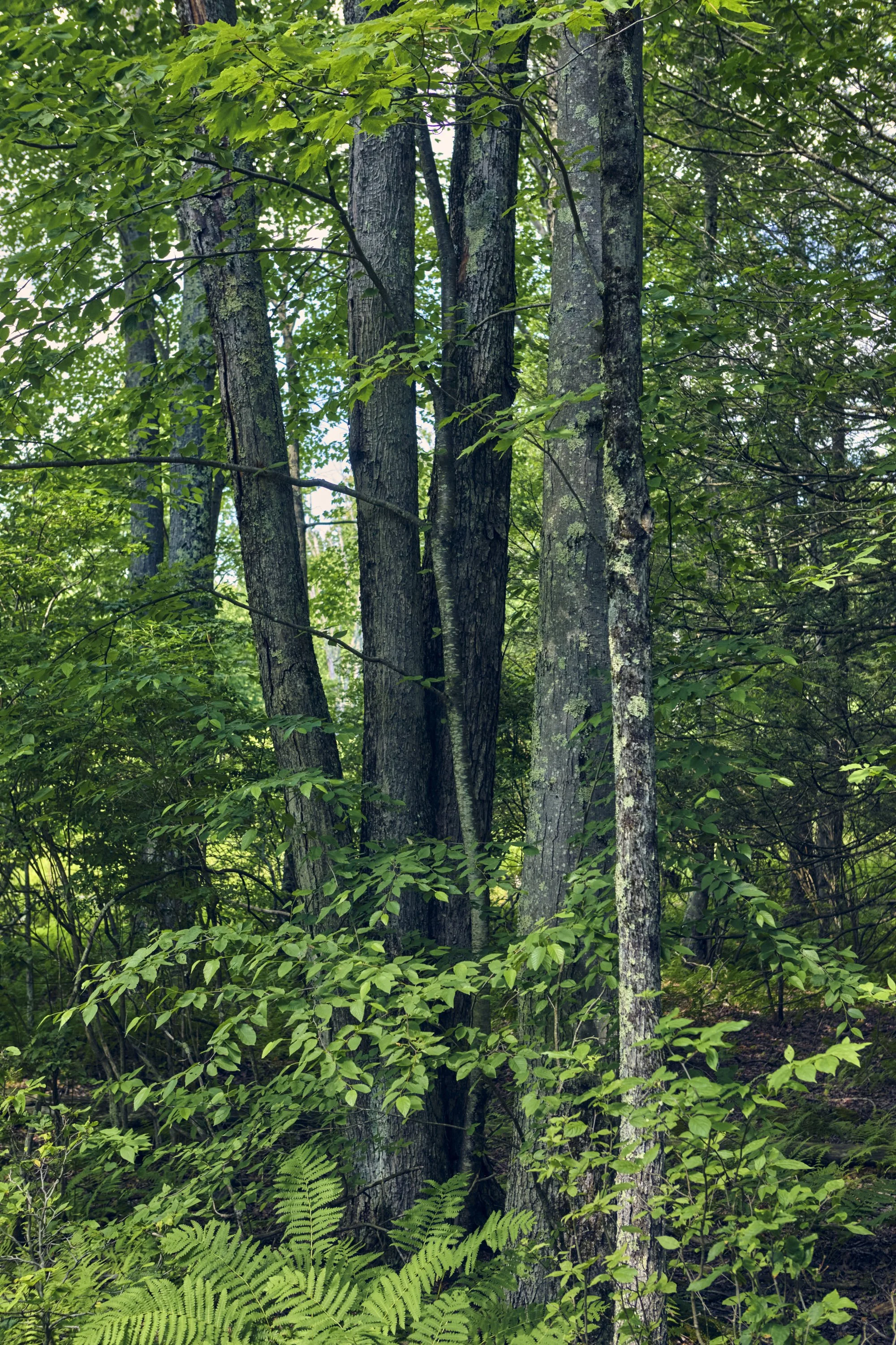 _MG_1156 s.jpg