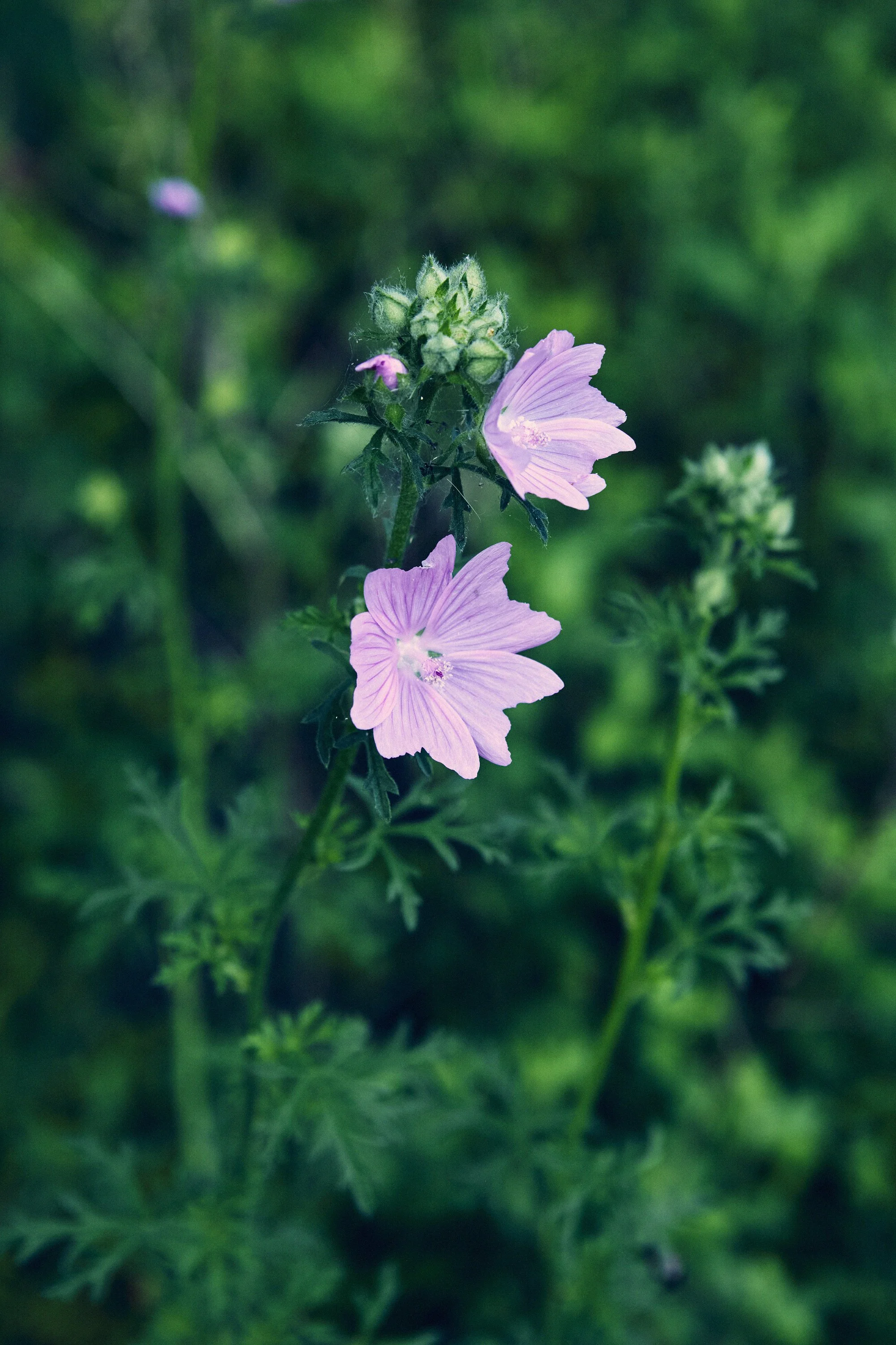 _MG_0940 soft s.jpg