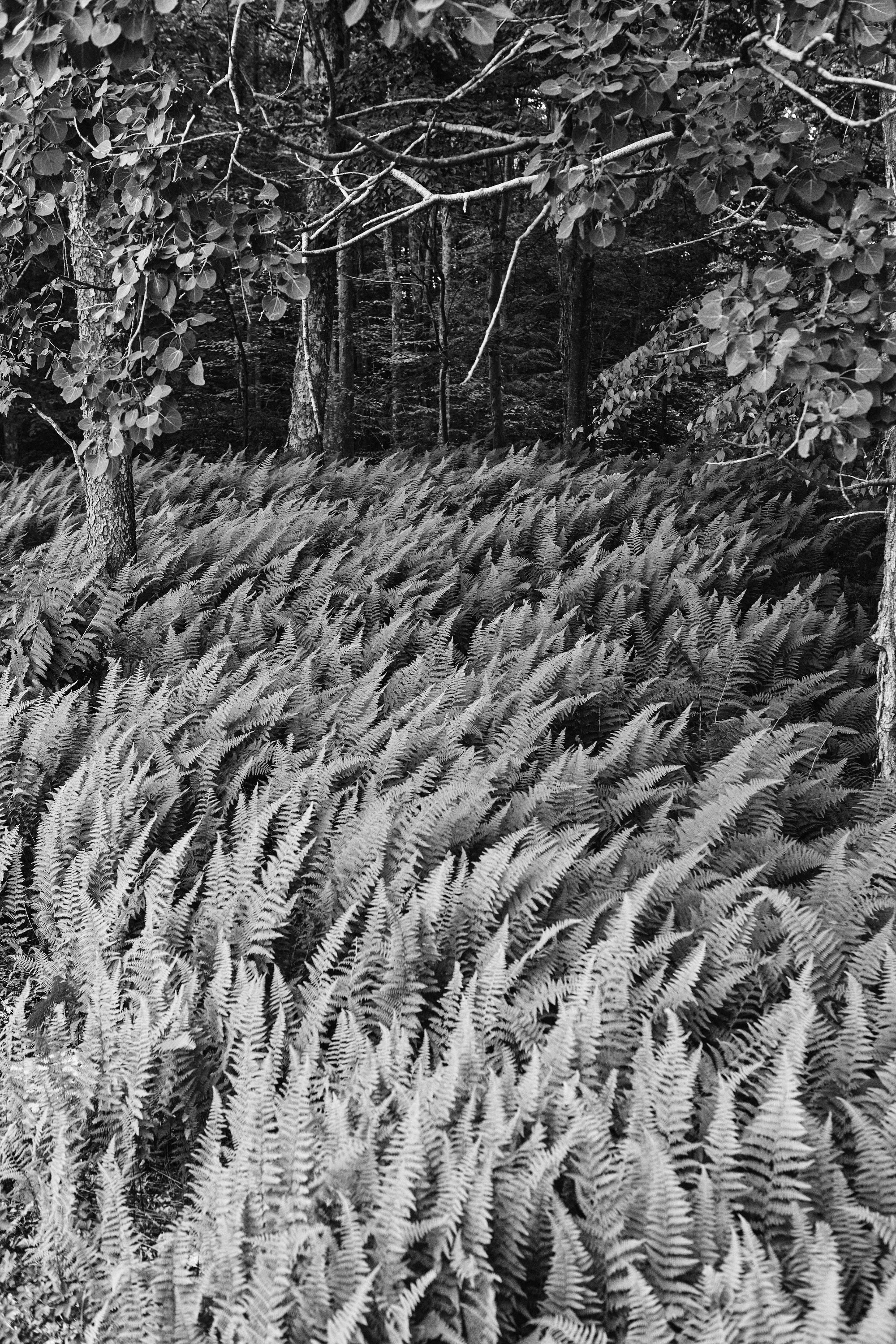 _MG_1238 3 BW 2 NO BORDER s.jpg
