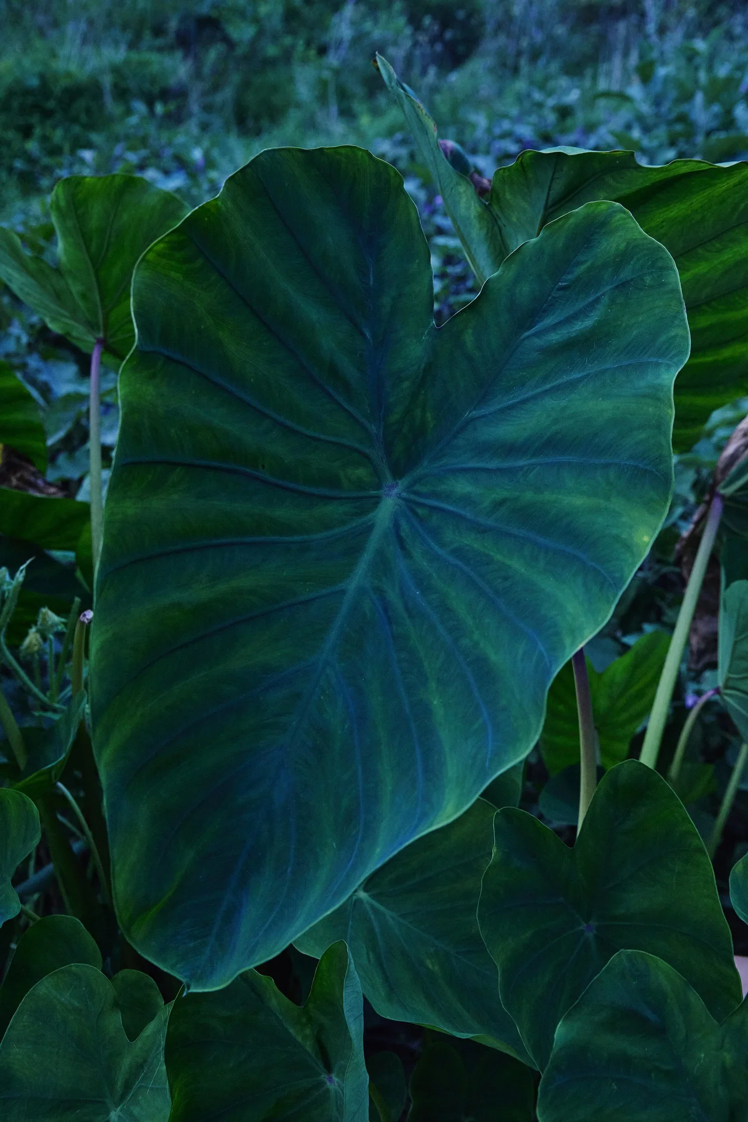 5G0A0538+v2+s (2).webp
