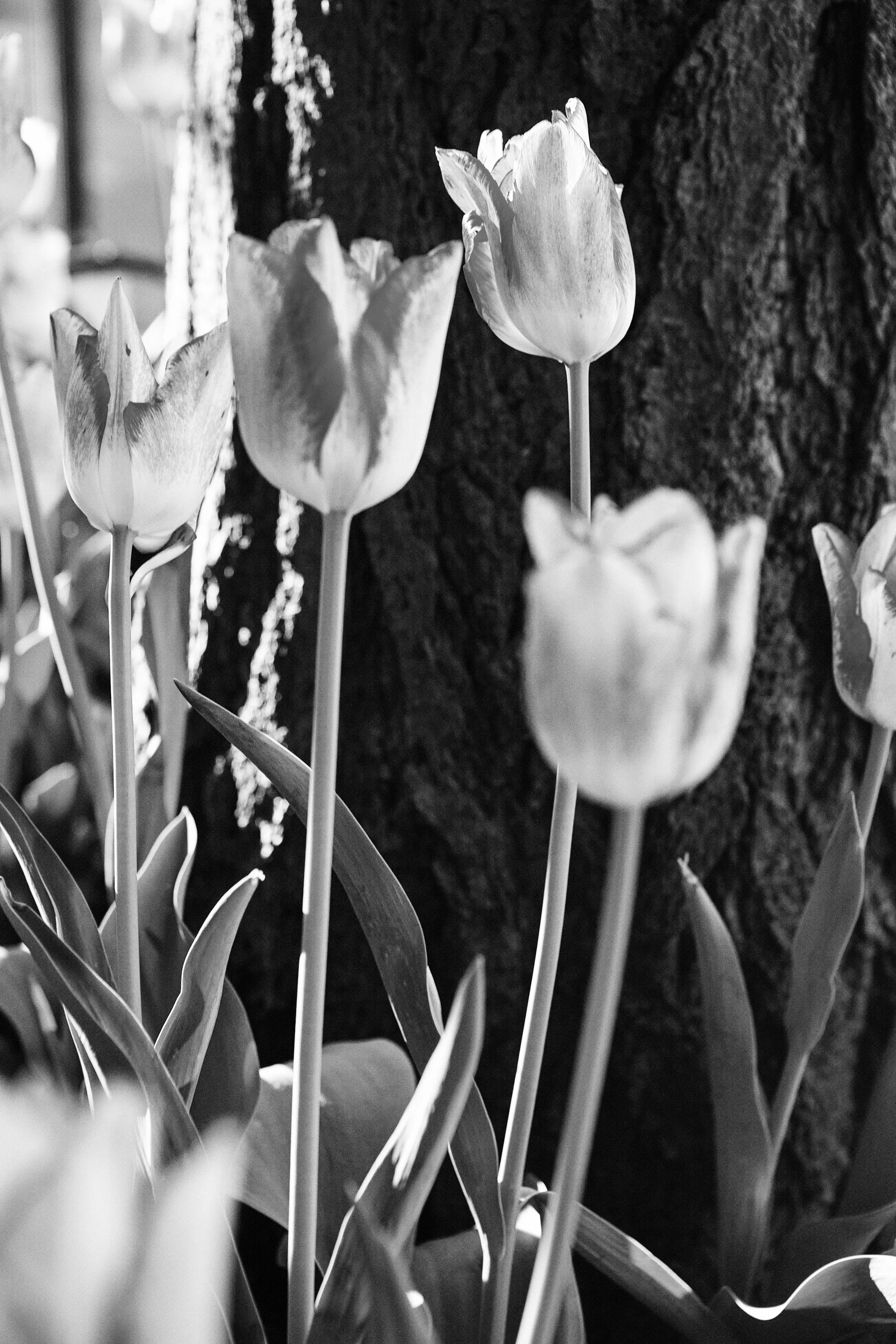 _MG_9916 BW v5.jpg