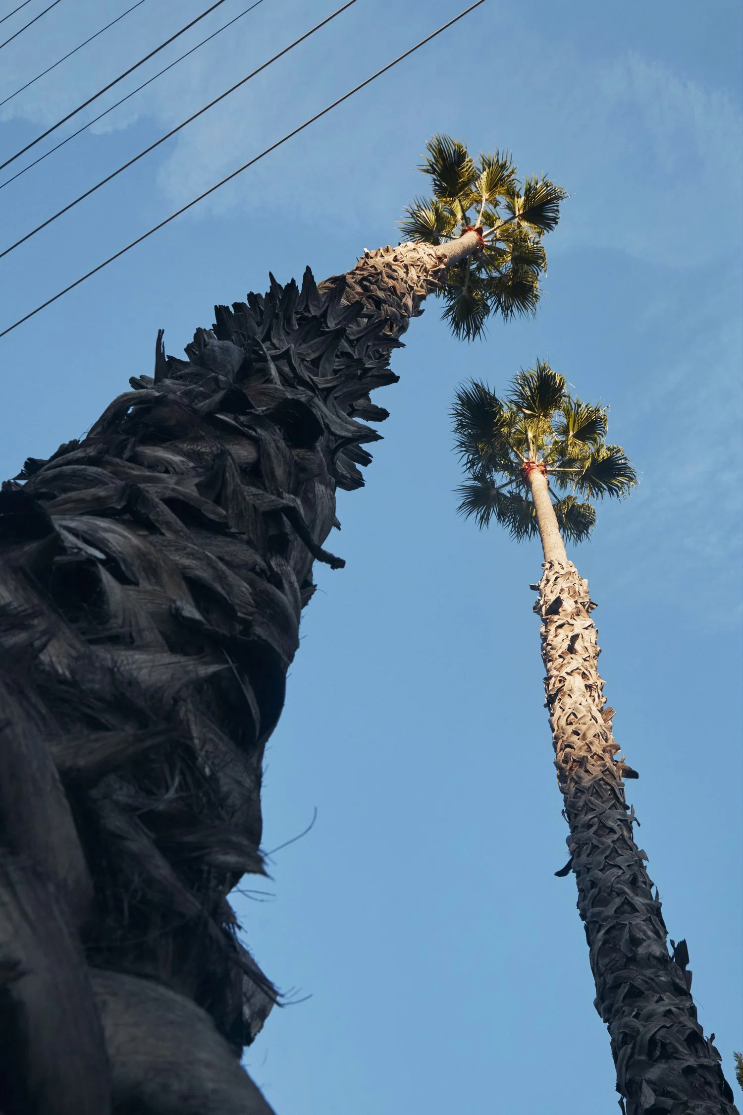 Palm Trees v1 new blue.jpg