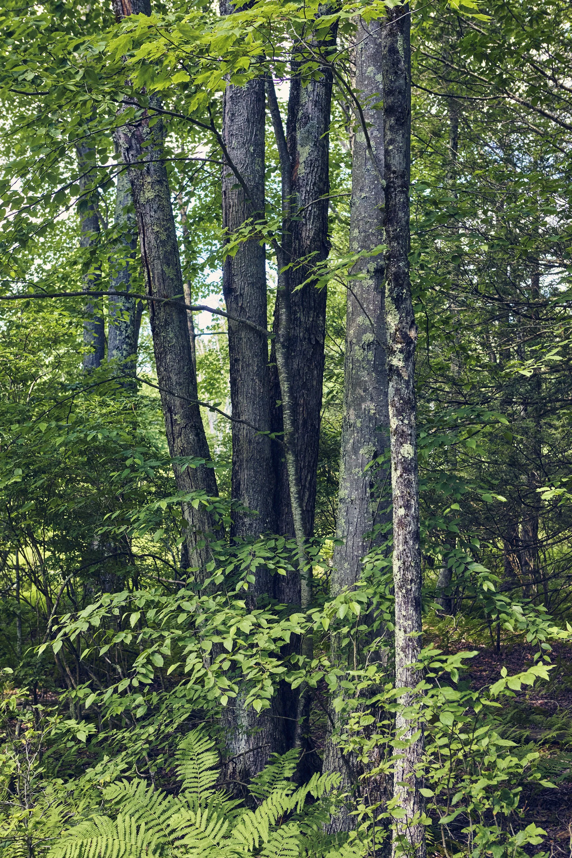 _MG_1156 s.jpg