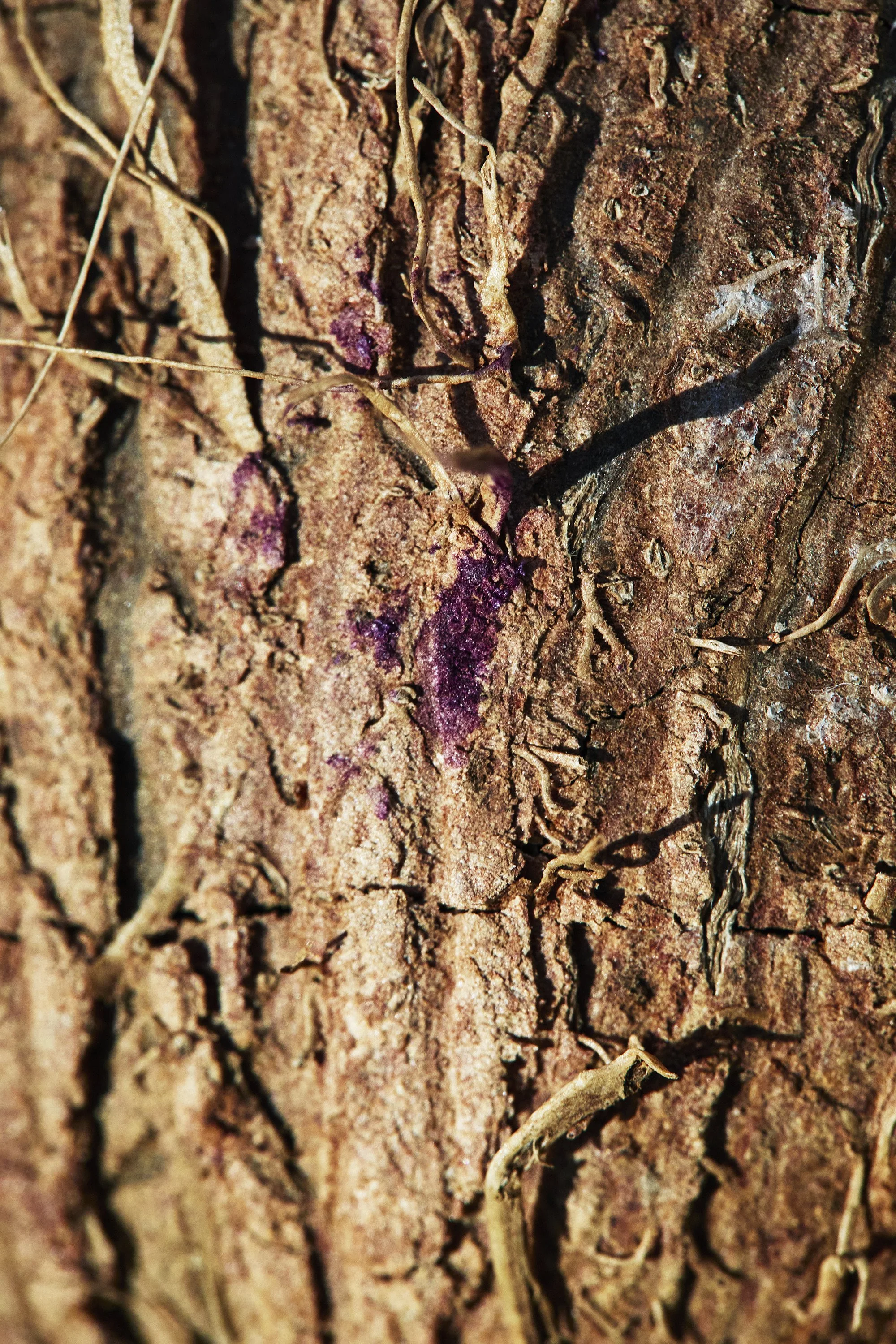B00A8954_s2 copy.jpg