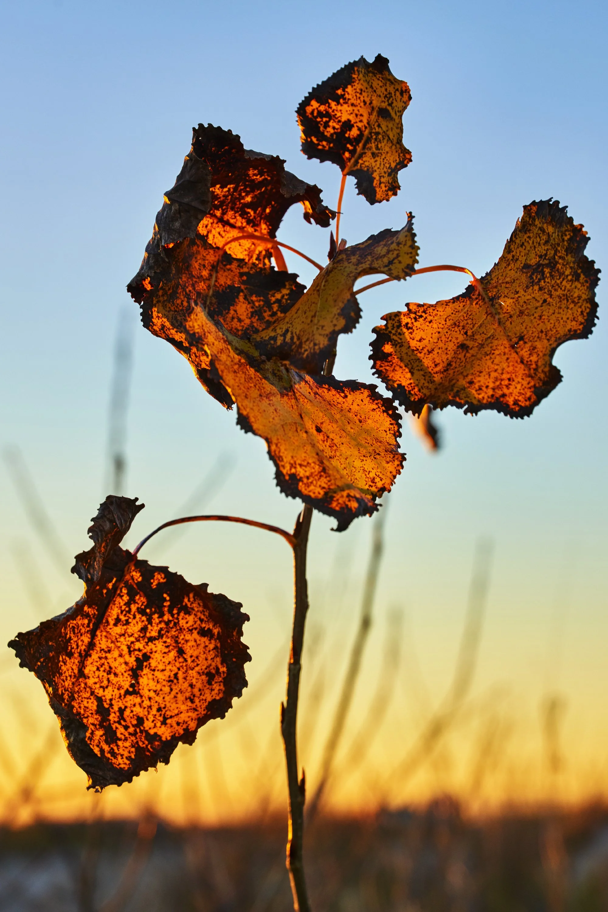 2016.11.13.Matthew_Kristall_MUSE_1228 v3 F-Recovered 4x6 crop s.jpg