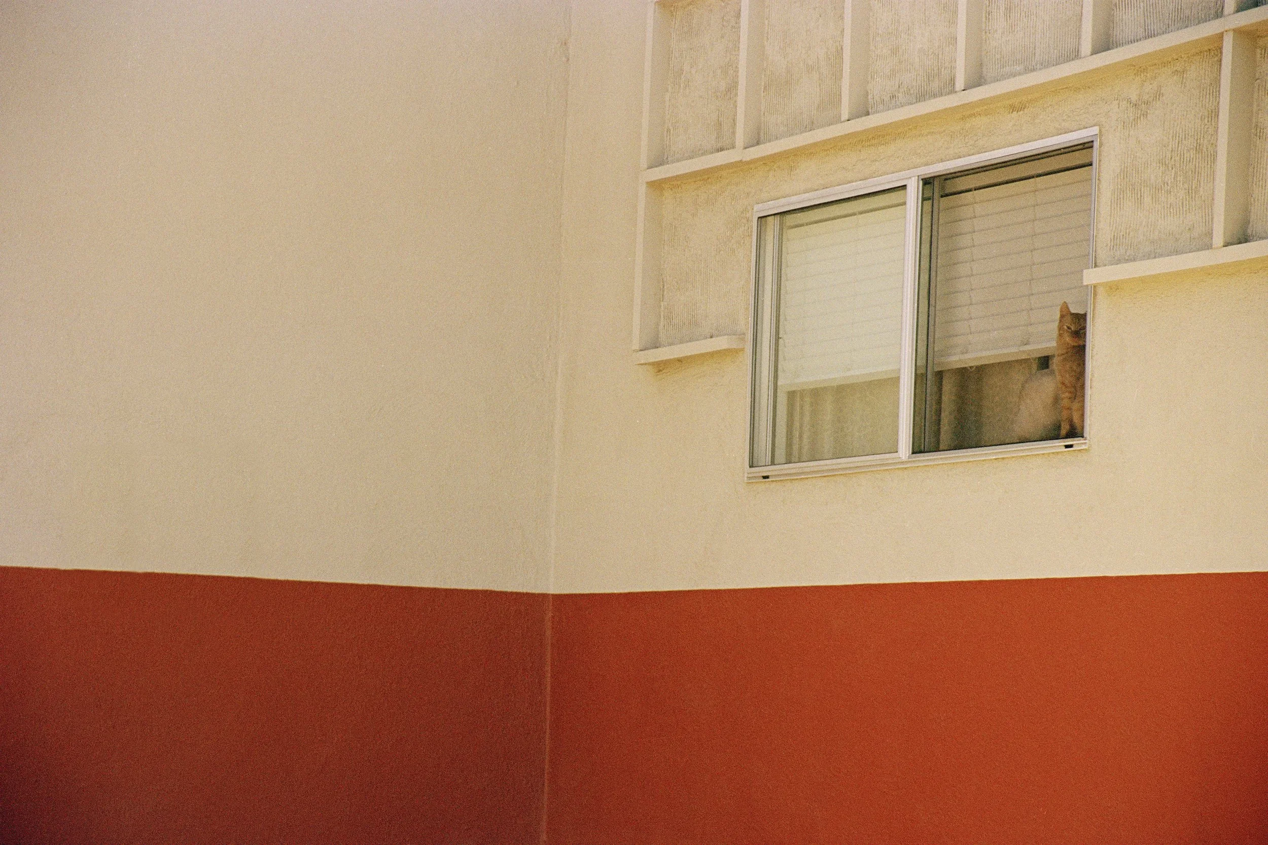 Venice+Cats+crop+3+s.webp