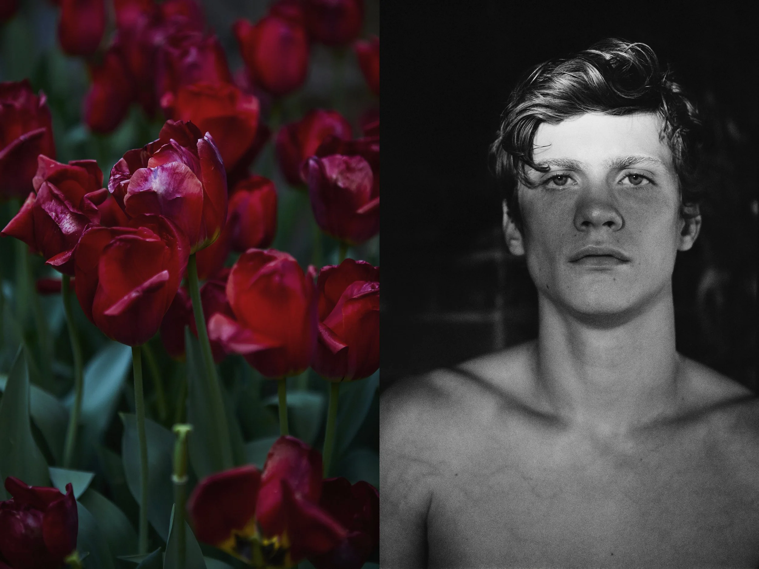 DeepRedFlowers+AJBWhalflight copy.jpg