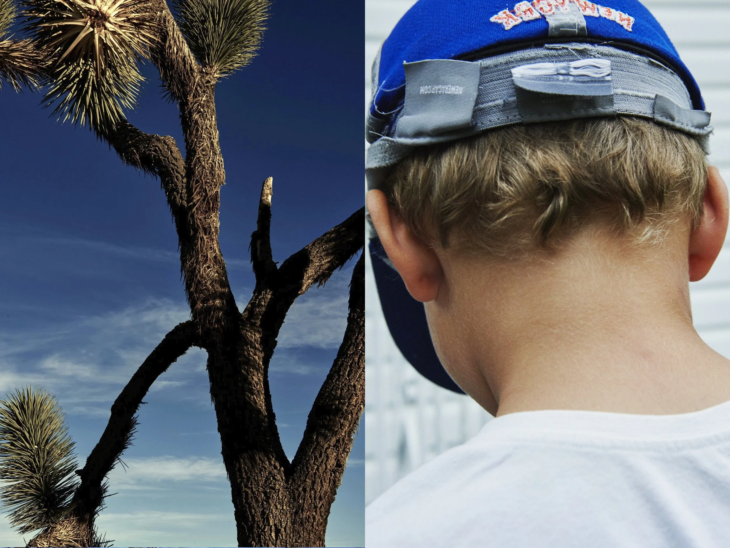 _MG_8858+v7+s light+diptychs+JoshuaTree.jpg