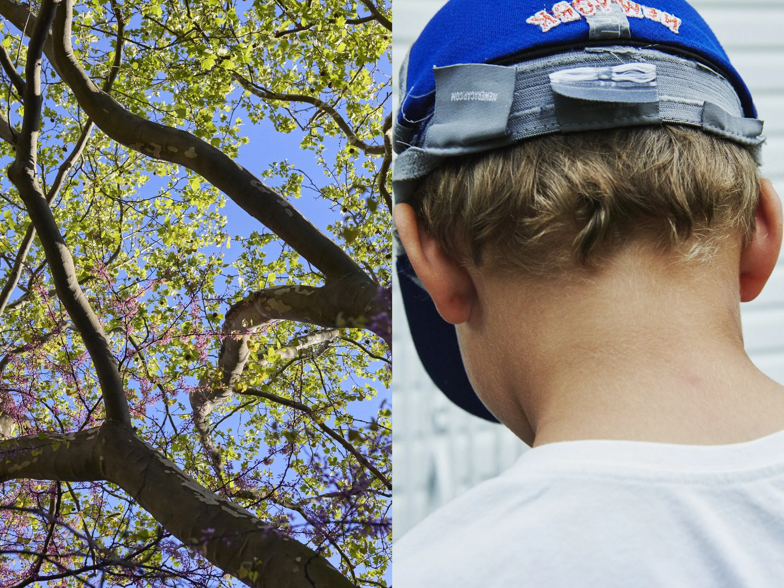 _MG_8858+v7+s light+diptychs+SpringBranches.jpg