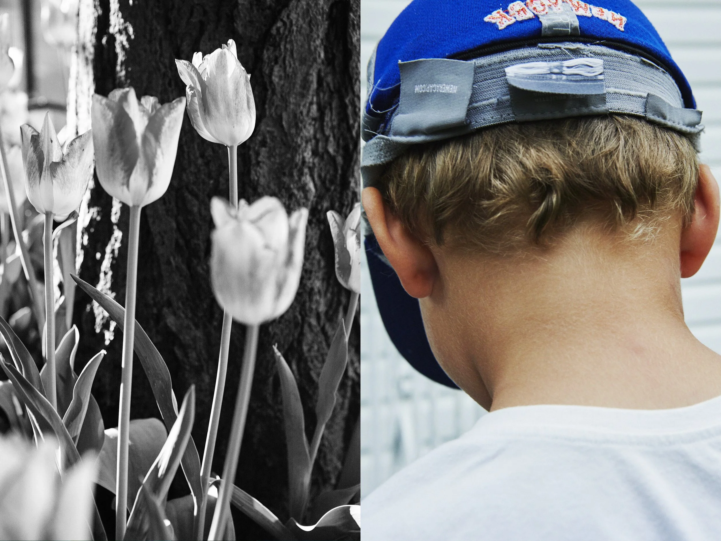 _MG_8858+v7+s light+diptychs+GreenTaroSolo+BW tulips.jpg