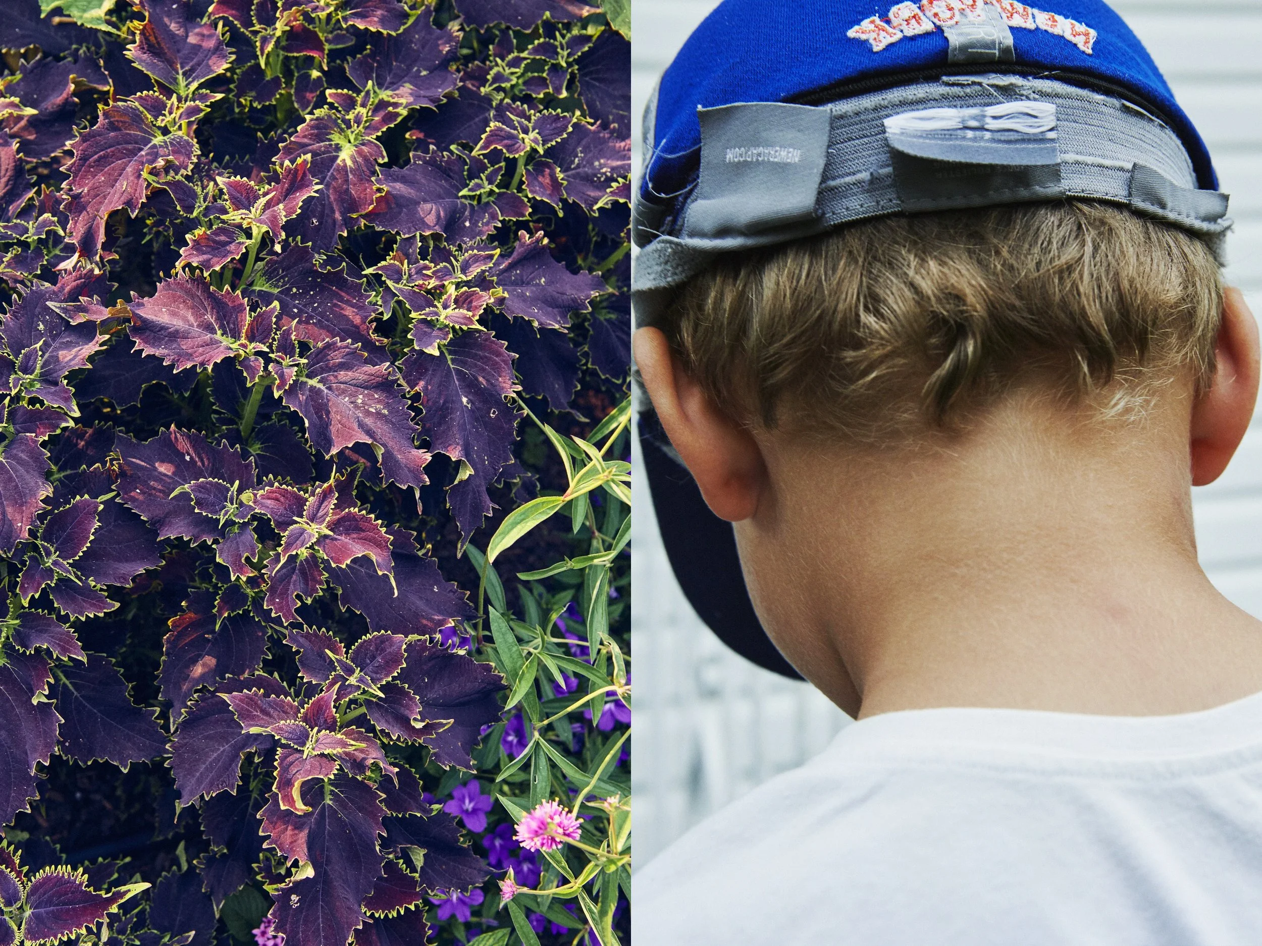 _MG_8858+v7+s light+diptychs+GreenTaroSolo+BurgGreenLeaves.jpg