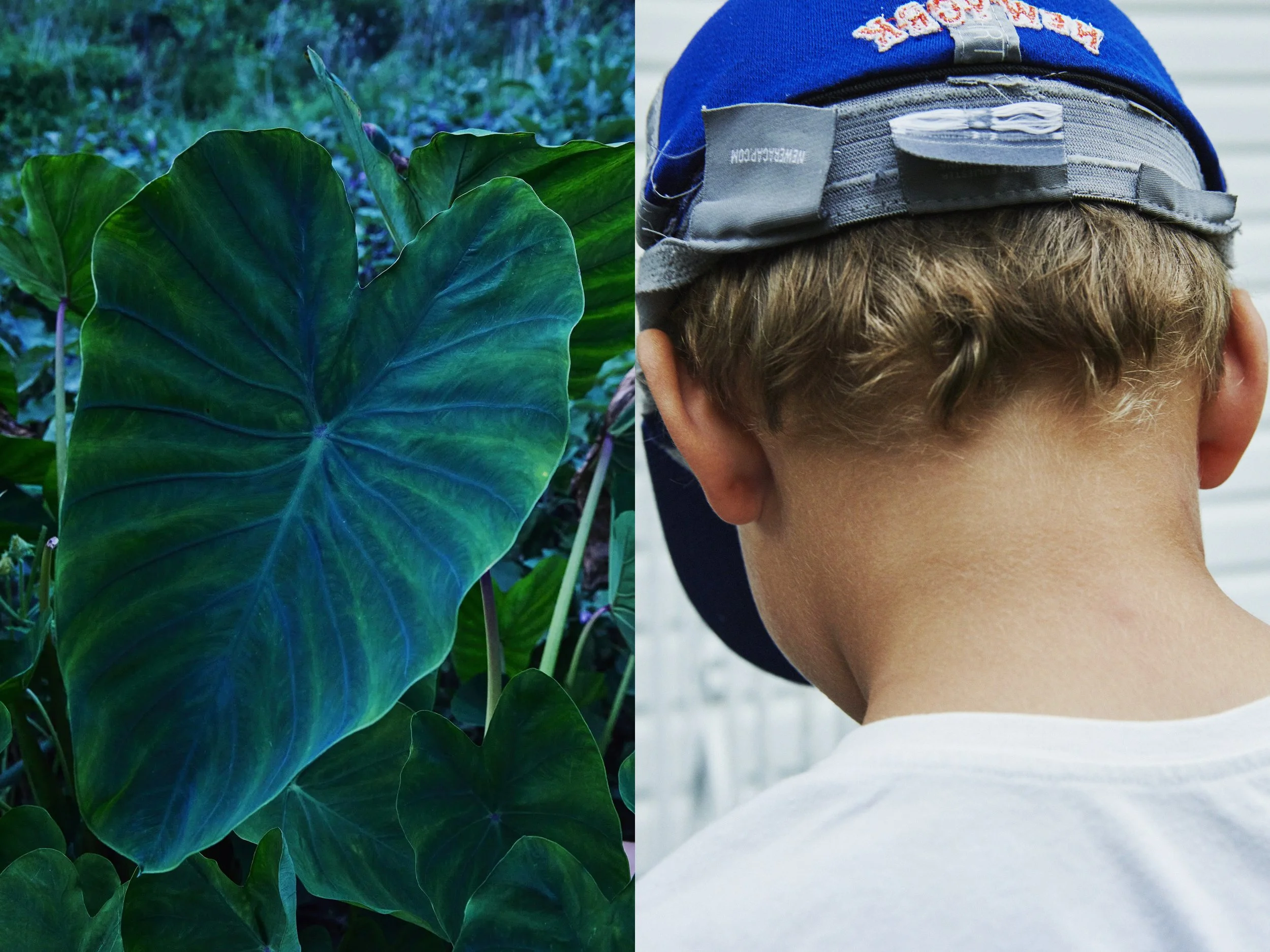 _MG_8858+v7+s light+diptychs+GreenTaroSolo3.jpg