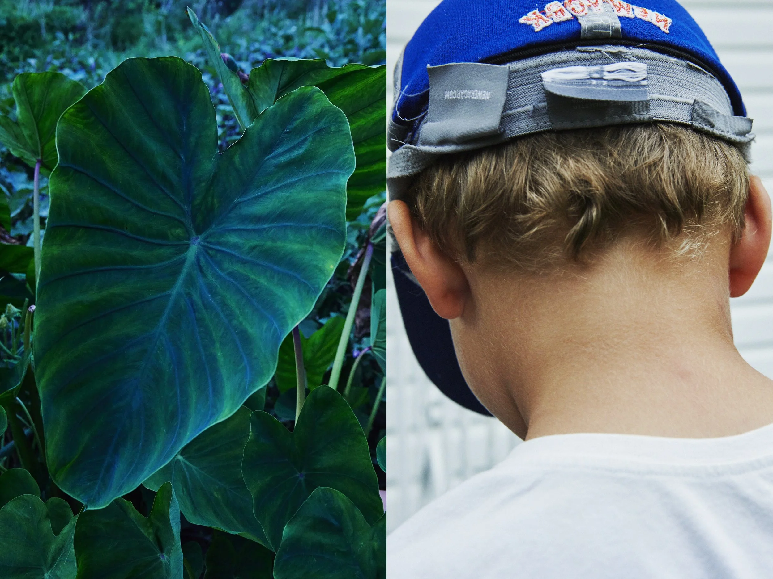 _MG_8858+v7+s light+diptychs+GreenTaroSolo2.jpg