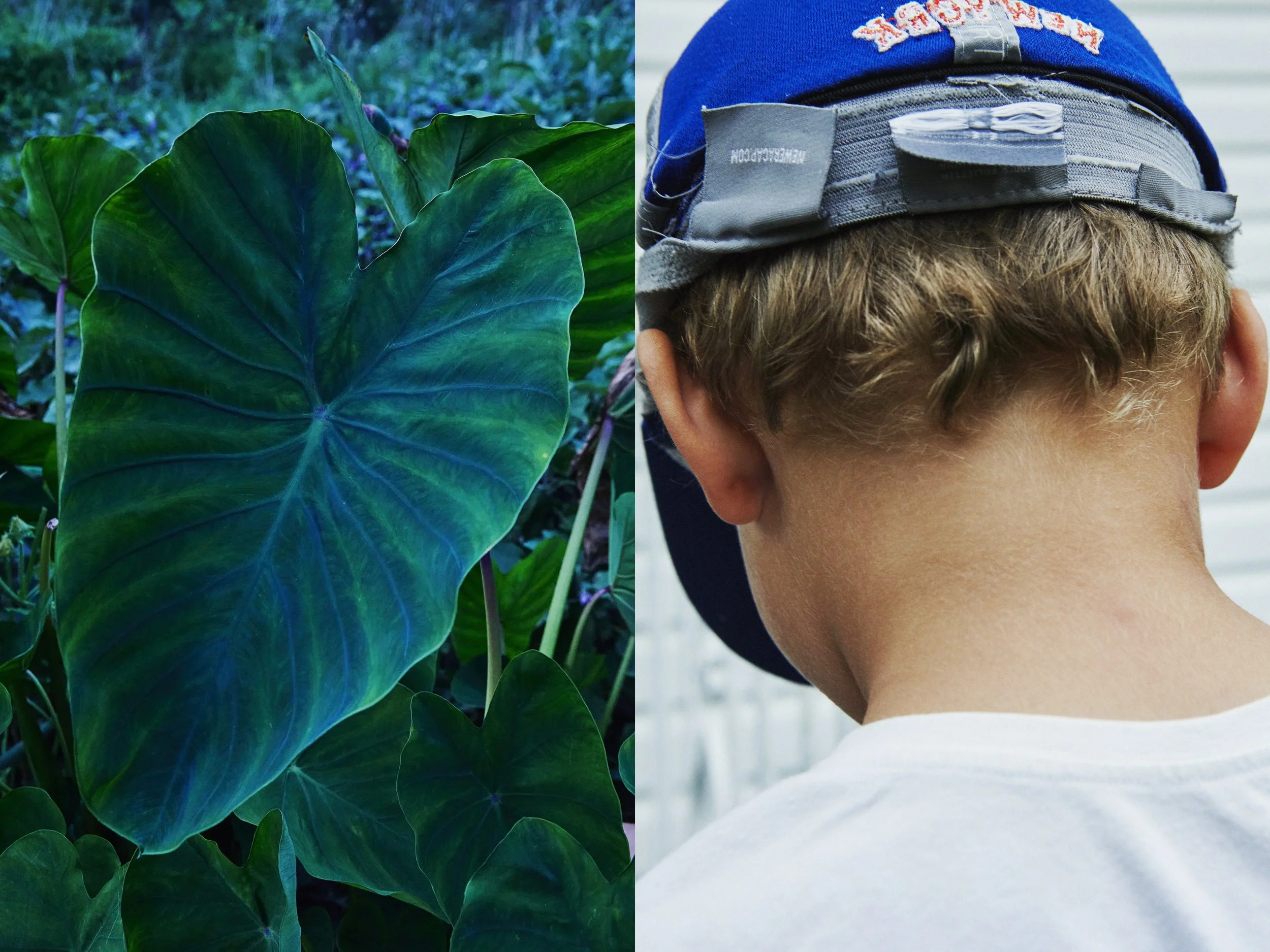 _MG_8858+v7+s light+diptychs+GreenTaroSolo.jpg