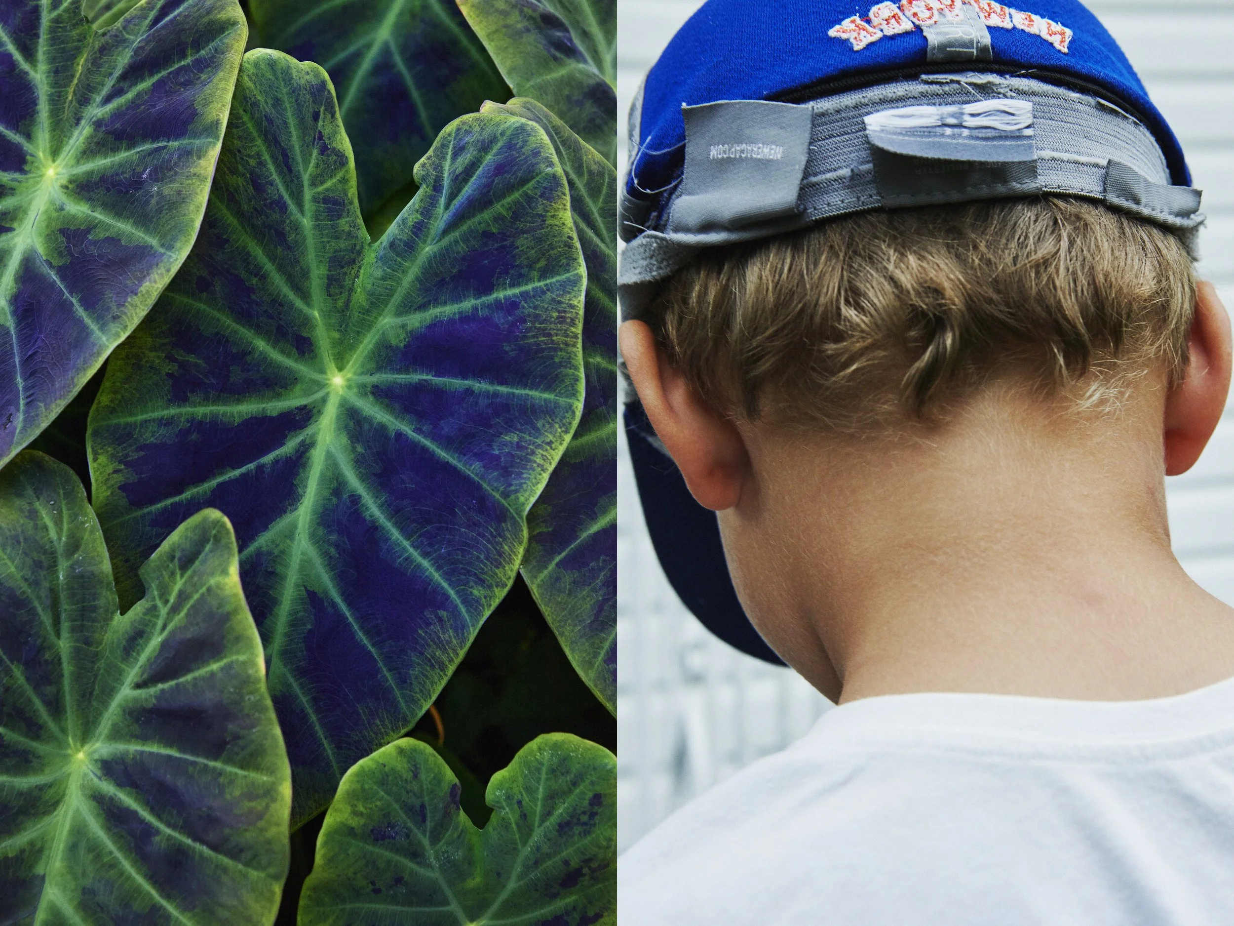 _MG_8858+v7+s light+diptychs+BlueHeartTaro.jpg