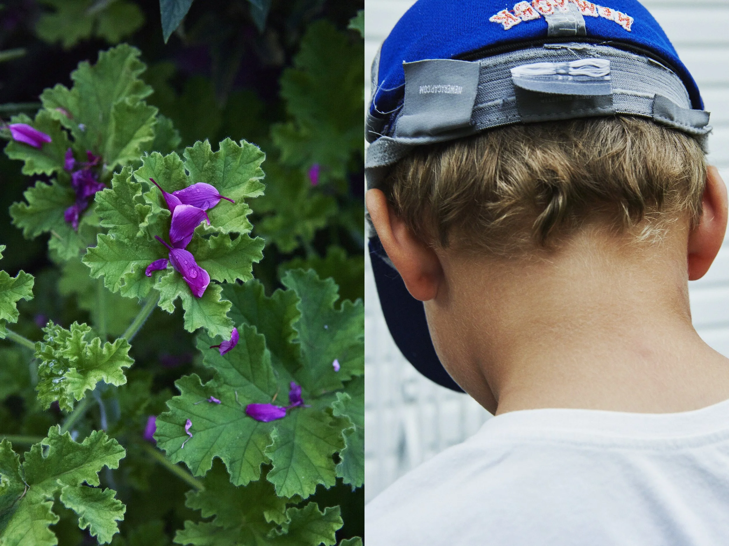 _MG_8858+v7+s light+diptychs+PurplePetalsOnGreenery.jpg