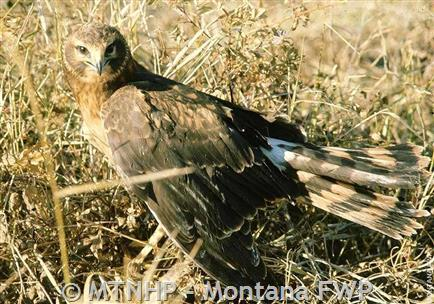 Northern Harrier Hawk.png