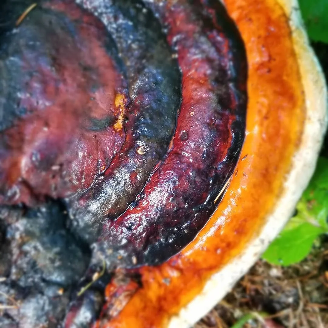 Wild mushrooms
No filter needed
#herbalistlife #mt