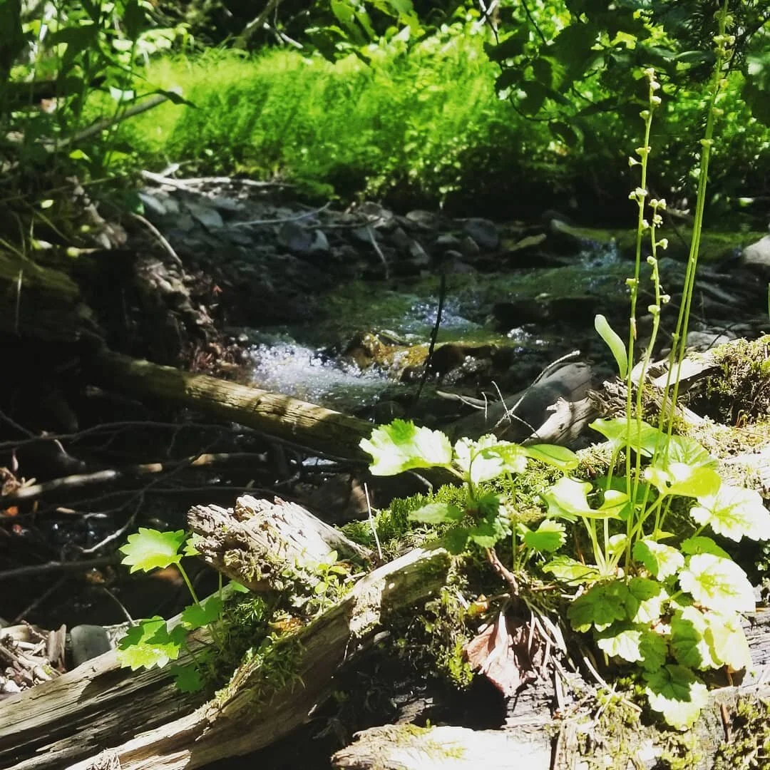 Saxifrage salad
#wildedibles #herbalistlife