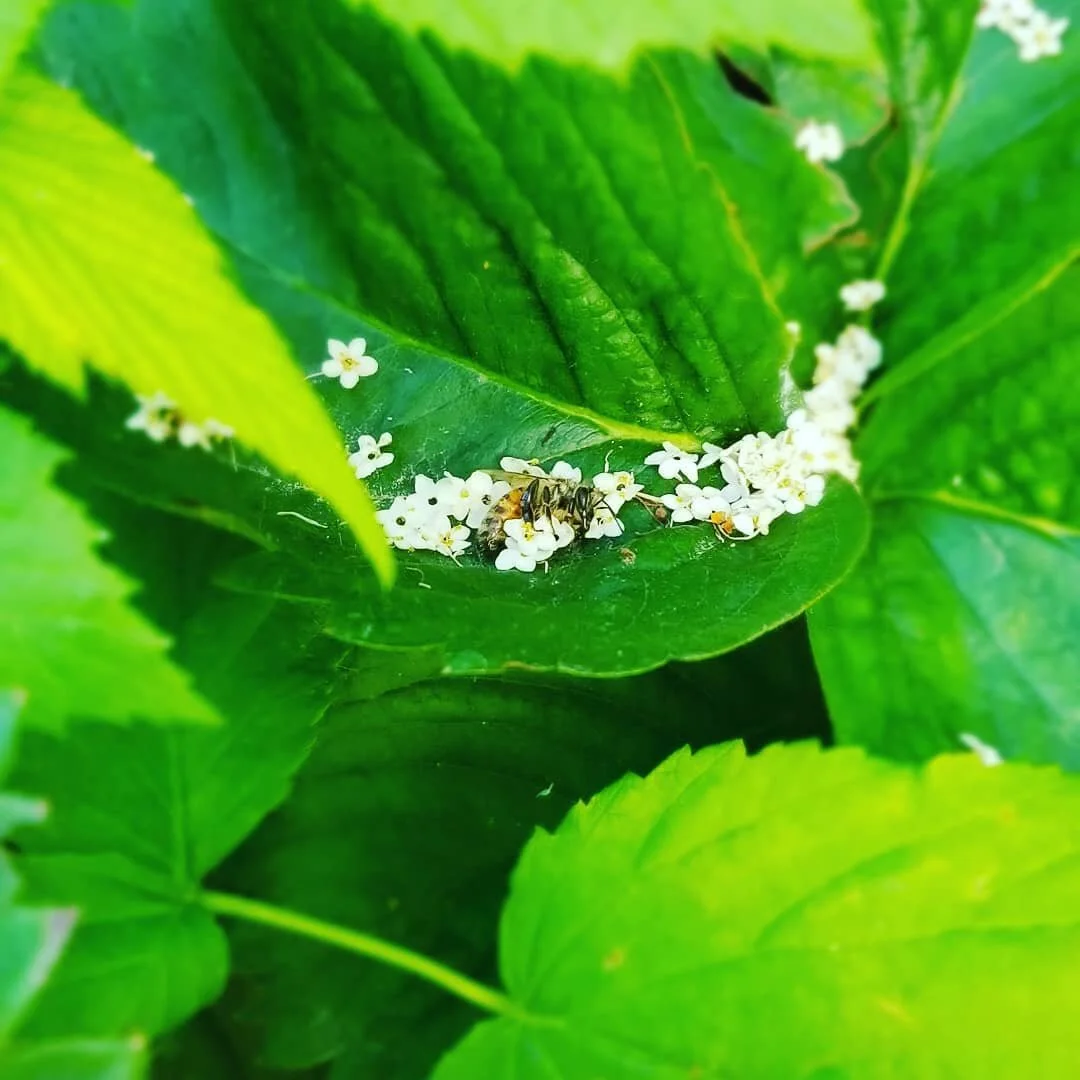 Sleeping bee before it warms coveting elderflowers after last nights storm
#preciouslife #herbalistlife #eldermagic
#beewonderful