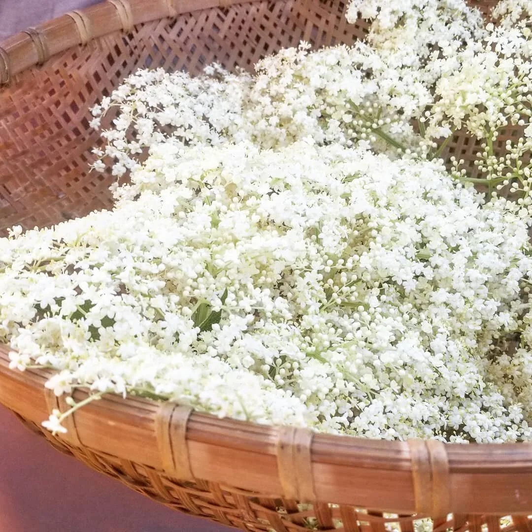 Elderflower magic 
Elderflower eye cream from our yard! 
#Elderflowermagic #herbalistlife #montana