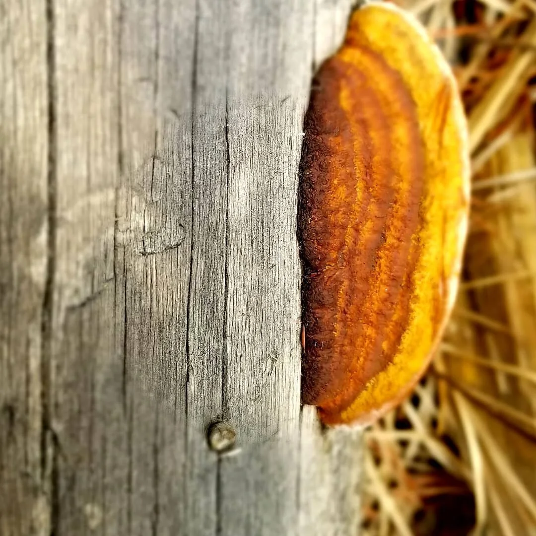 Fungi foraging
#mushroomforaging #fungi
#herbalistlife