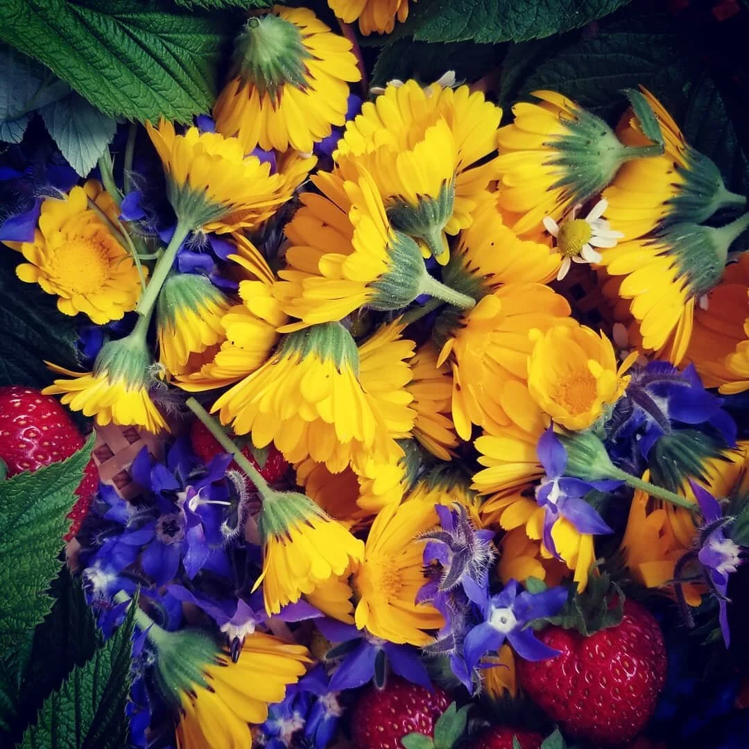 Garden medicine gathering
#backyardforaging #herbalistlife