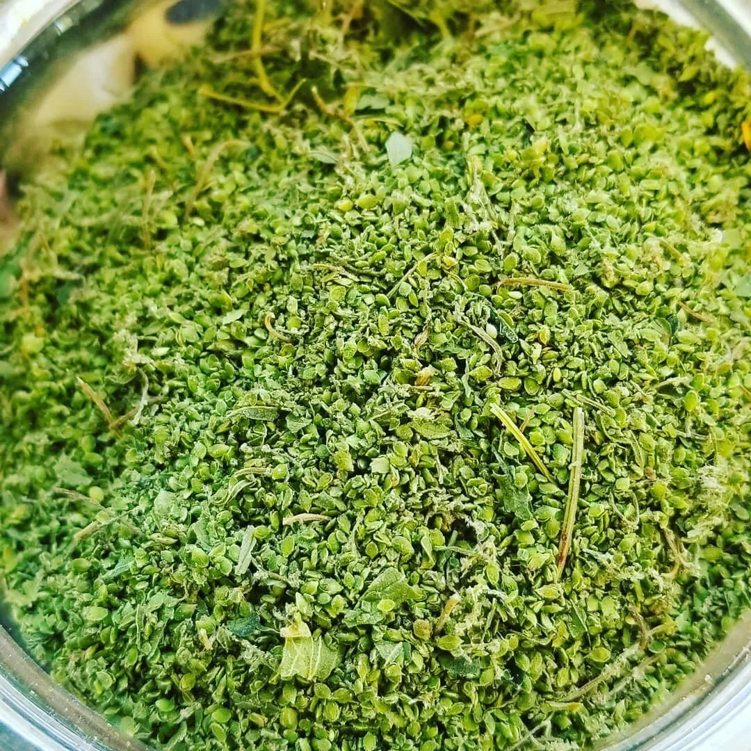 Nettle seed harvest done!
#herbalistlife #adrenalfatiguehealing #montanalife