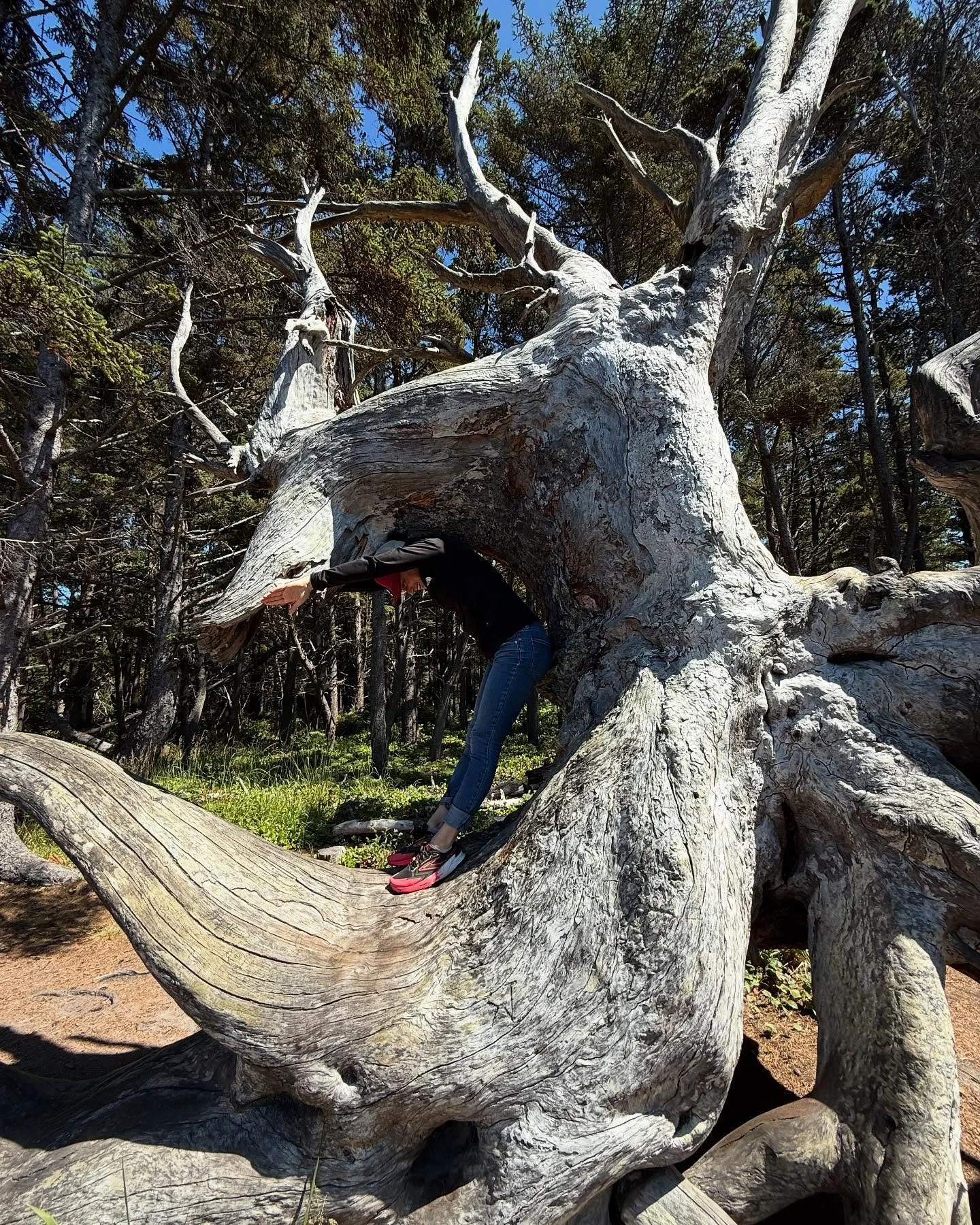 Last time we were in Oregon, Alissa became one with a tree, and we walked on Mars 🪐

We can&rsquo;t wait to return to @talentclublive with some new music on Friday, September 12th! 

Tickets at https://talentclublive.com/event/stillhouse-junkies/