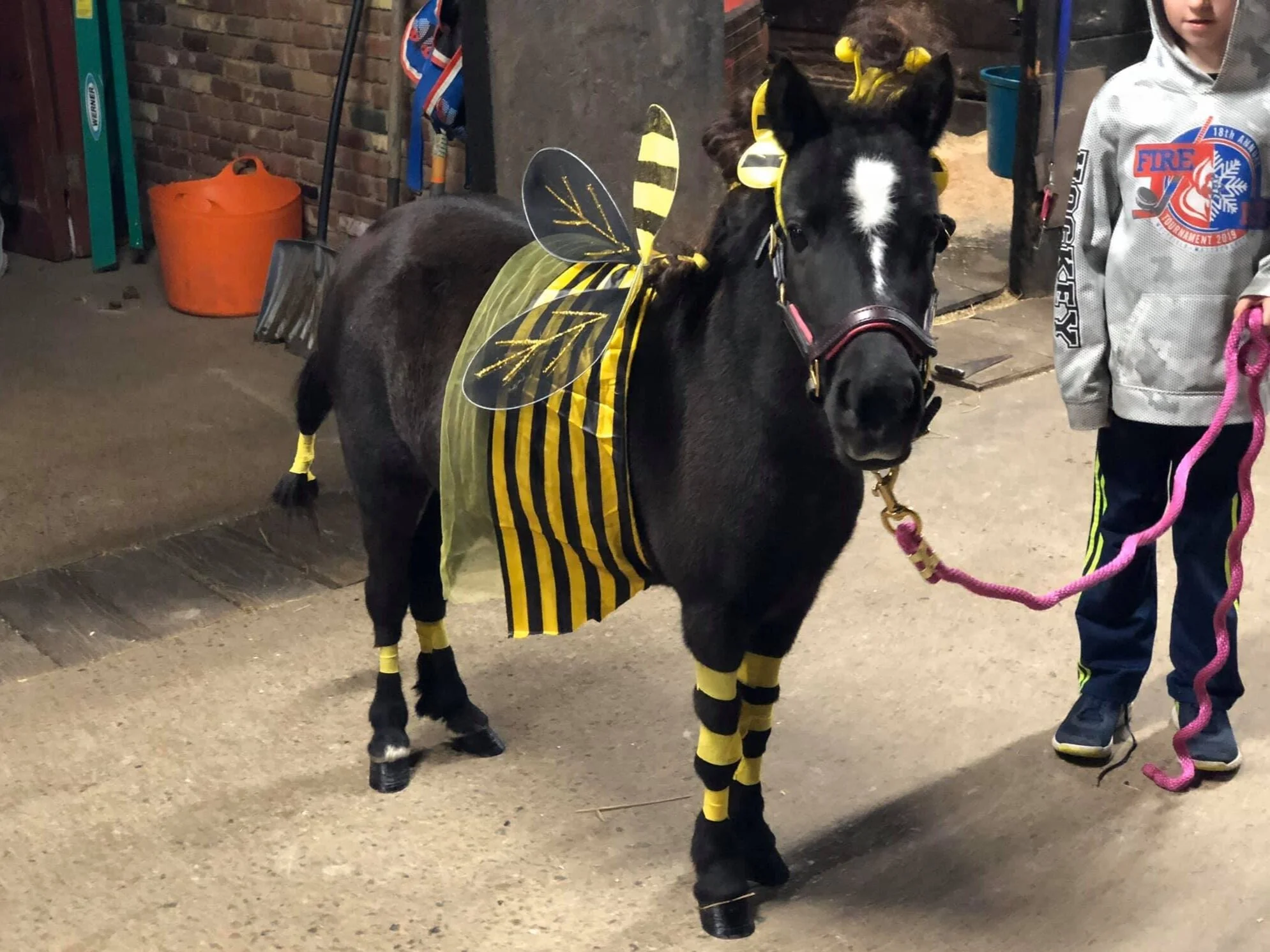 Betty the mini-therapy horse is real!