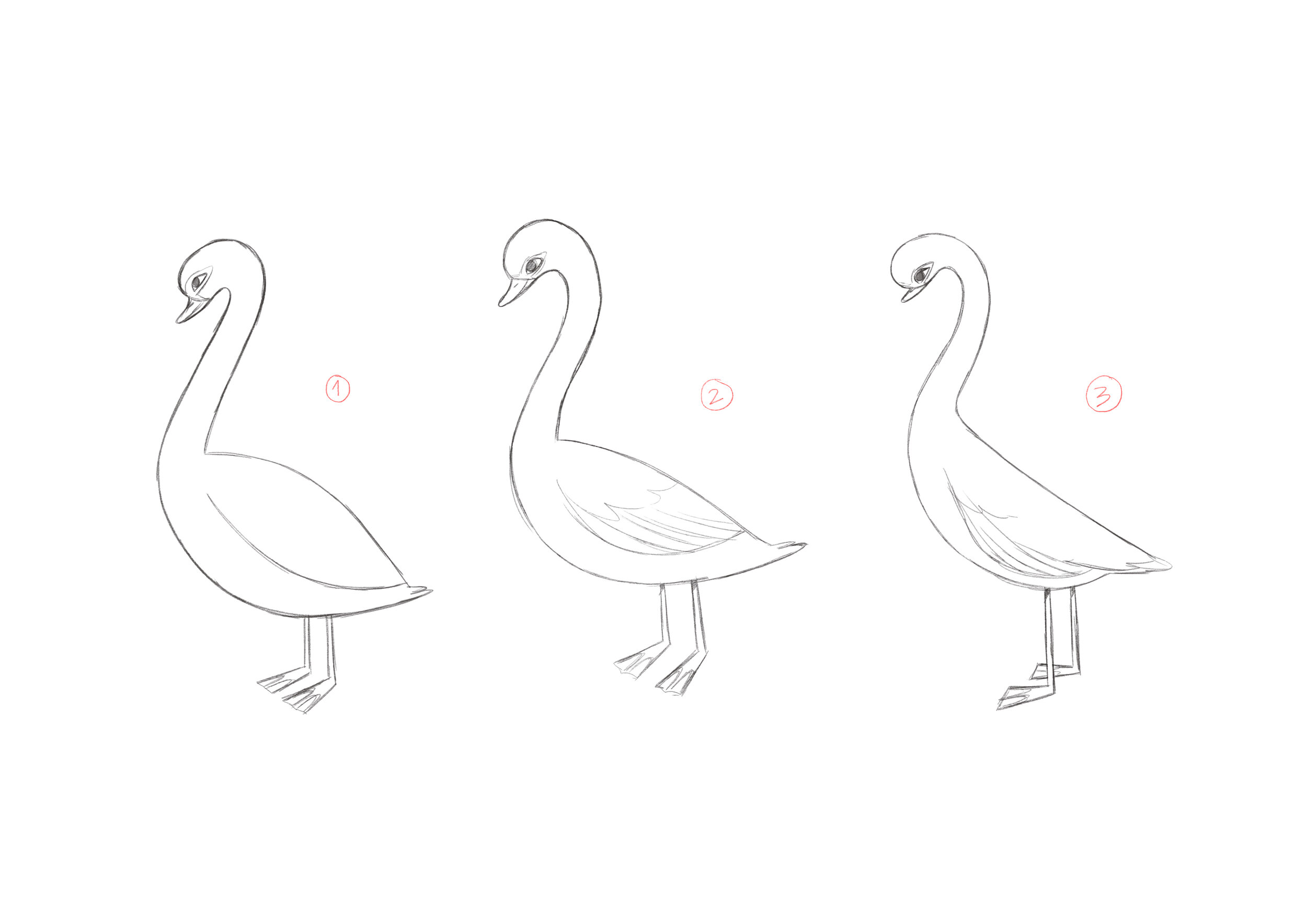 The Ugly Duckling_Alexandra Badiu_Character Design_Sketch_Swan.jpg