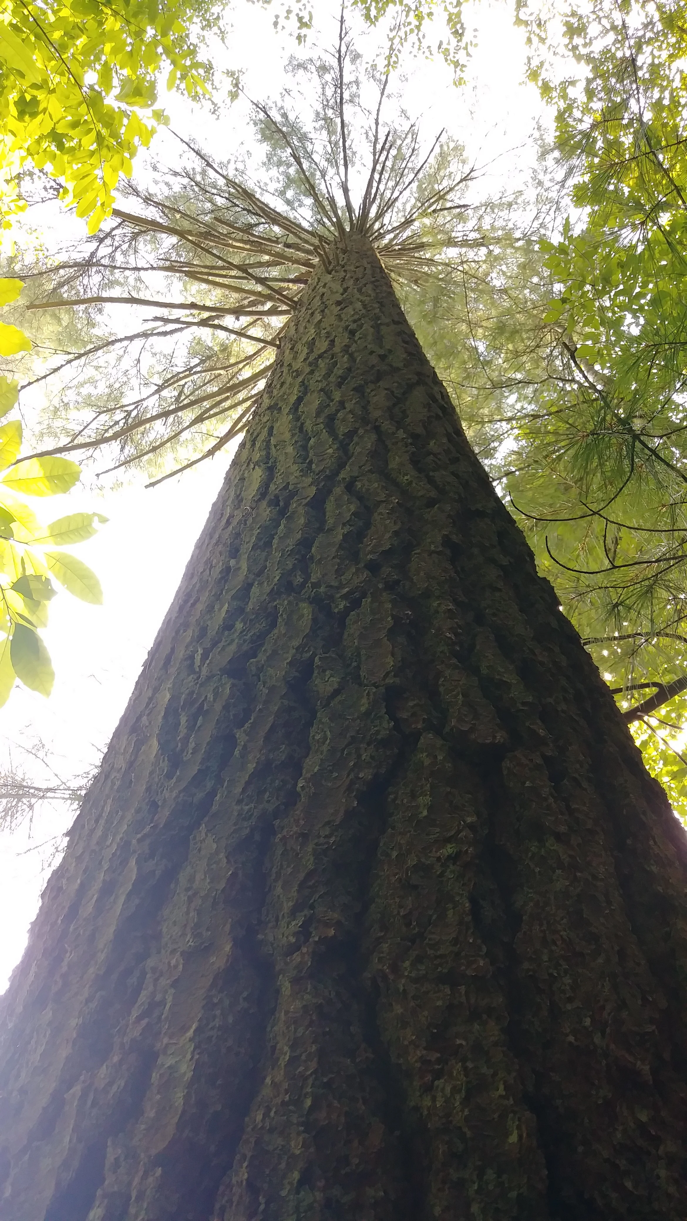 A big pine on Swift Camp Creek Trail in the Clifty Wilderness - where plenty of old trees reside