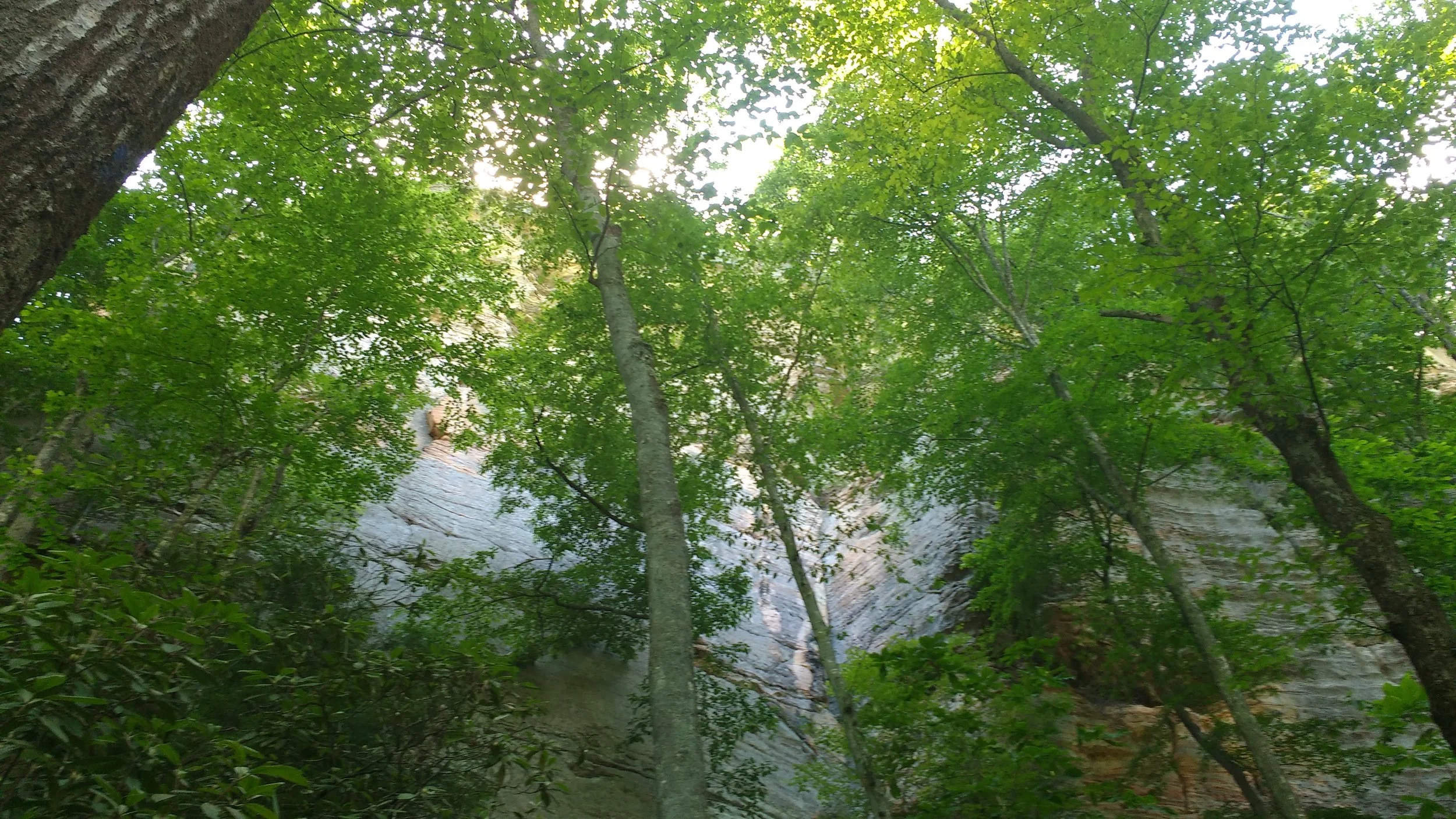 Looking up at sheer cliffs along the Sheltowee Trace in Red River Gorge
