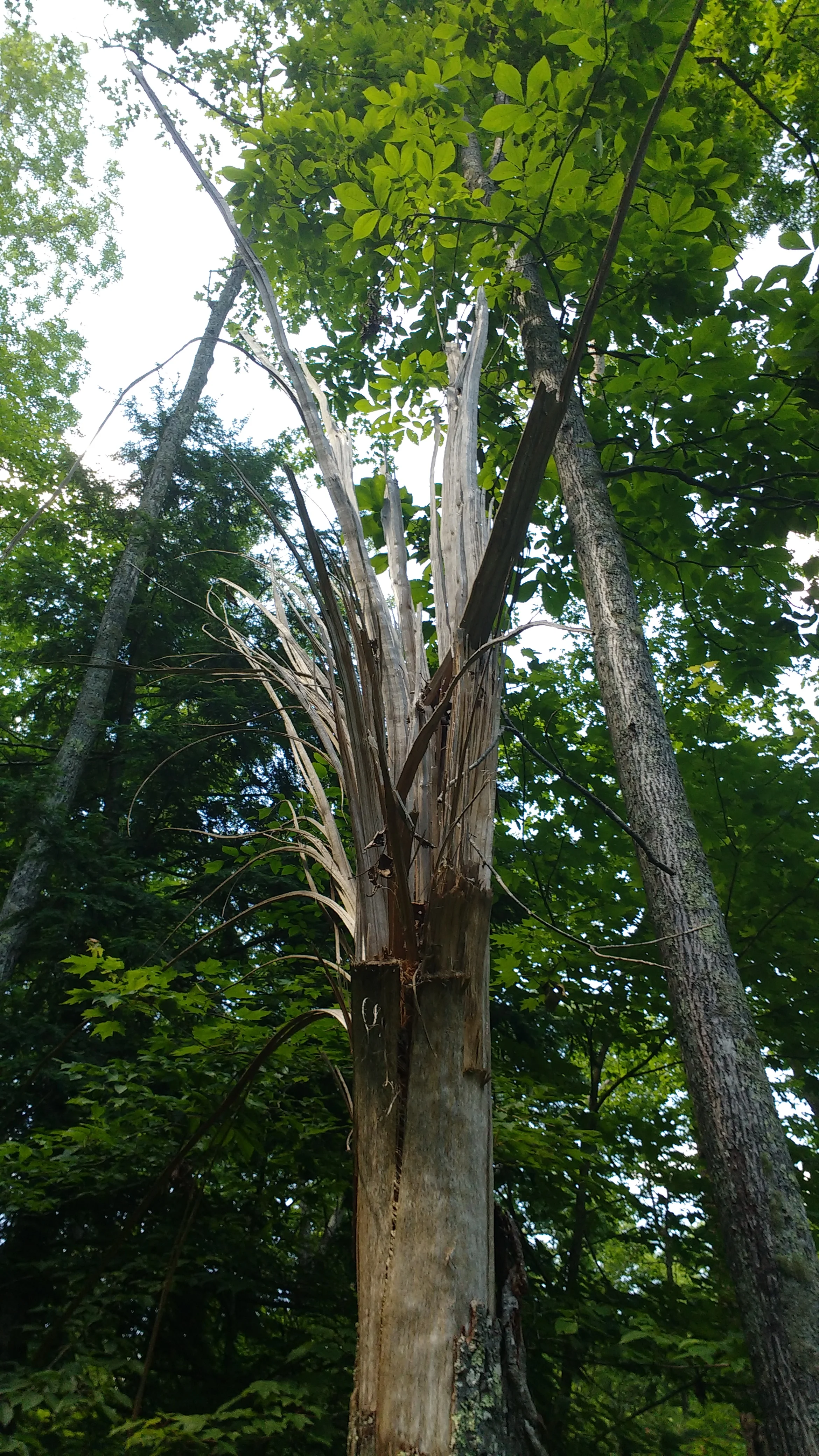 An exploded tree along the Sheltowee Trace in Red River Gorge