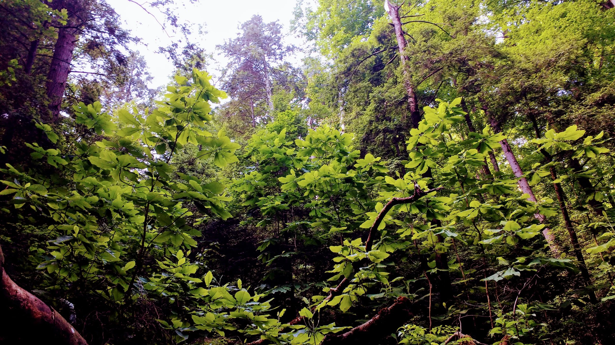 A break in the forest canopy on Sheltowee Trace
